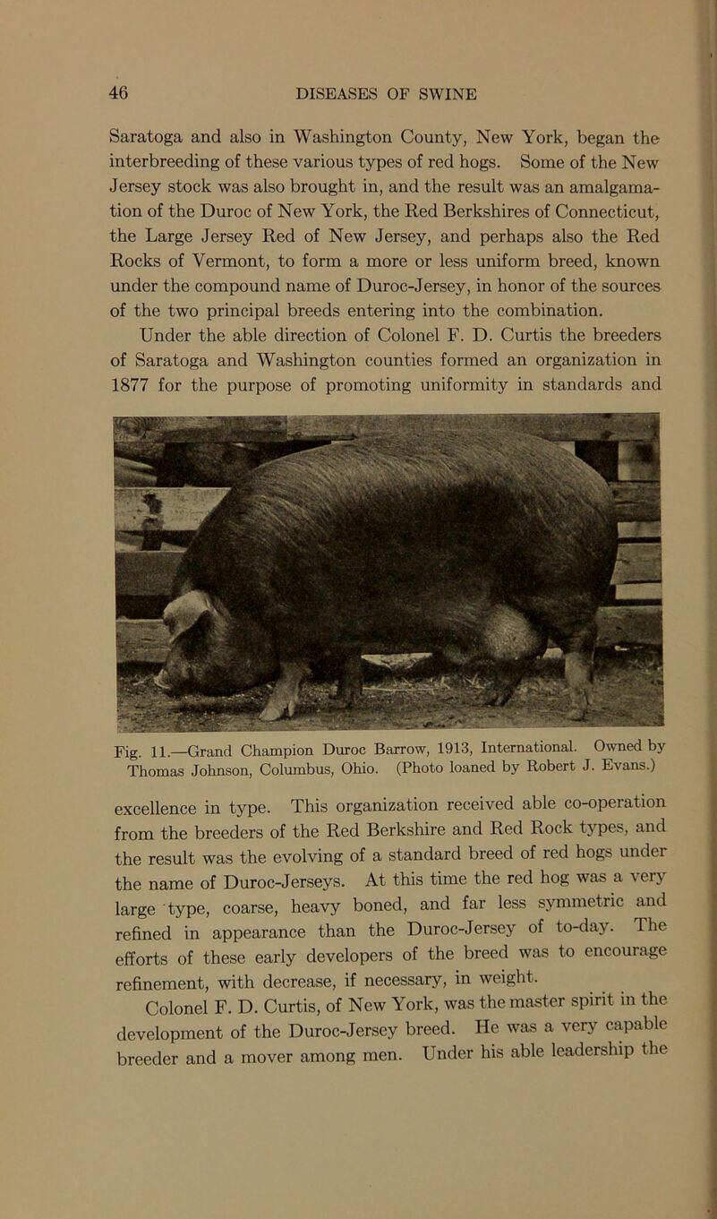 Saratoga and also in Washington County, New York, began the interbreeding of these various types of red hogs. Some of the New Jersey stock was also brought in, and the result was an amalgama- tion of the Duroc of New York, the Red Berkshires of Connecticut, the Large Jersey Red of New Jersey, and perhaps also the Red Rocks of Vermont, to form a more or less uniform breed, known under the compound name of Duroc-Jersey, in honor of the sources of the two principal breeds entering into the combination. Under the able direction of Colonel F. D. Curtis the breeders of Saratoga and Washington counties formed an organization in 1877 for the purpose of promoting uniformity in standards and Fig. 11— Grand Champion Duroc Barrow, 1913, International. Owned by Thomas Johnson, Columbus, Ohio. (Photo loaned by Robert J. Evans.) excellence in type. This organization received able co-operation from the breeders of the Red Berkshire and Red Rock types, and the result was the evolving of a standard breed of red hogs under the name of Duroc-Jerseys. At this time the red hog was a very large type, coarse, heavy boned, and far less symmetric and refined in appearance than the Duroc-Jersey of to-day. The efforts of these early developers of the breed was to encourage refinement, with decrease, if necessary, in weight. Colonel F. D. Curtis, of New York, was the master spirit in the development of the Duroc-Jersey breed. He was a very capable breeder and a mover among men. Under his able leadership the