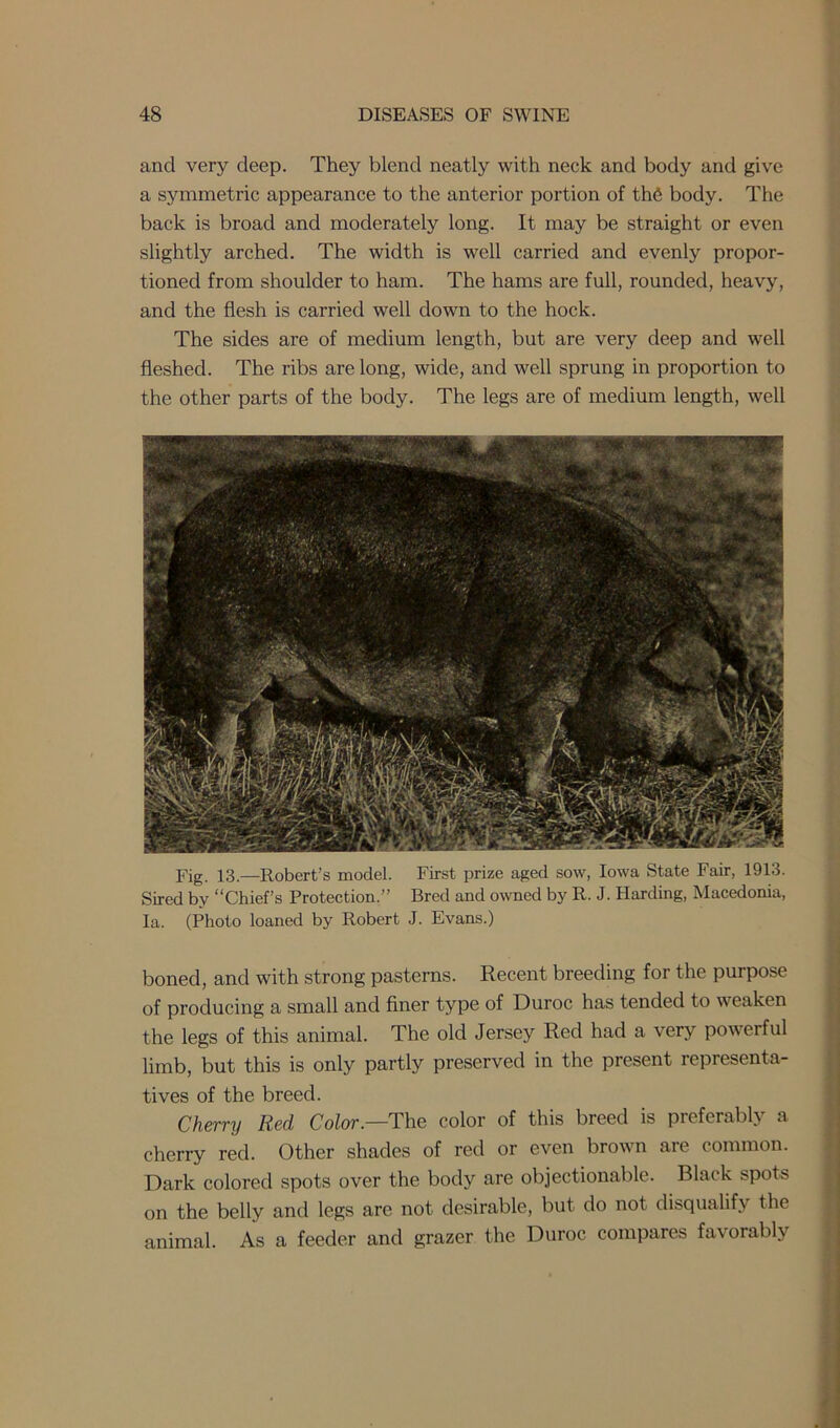 and very deep. They blend neatly with neck and body and give a symmetric appearance to the anterior portion of the body. The back is broad and moderately long. It may be straight or even slightly arched. The width is well carried and evenly propor- tioned from shoulder to ham. The hams are full, rounded, heavy, and the flesh is carried well down to the hock. The sides are of medium length, but are very deep and well fleshed. The ribs are long, wide, and well sprung in proportion to the other parts of the body. The legs are of medium length, well Fig. 13.—Robert’s model. First prize aged sow, Iowa State Fair, 1913. Sired by “Chief’s Protection.” Bred and owned by R. J. Harding, Macedonia, la. (Photo loaned by Robert J. Evans.) boned, and with strong pasterns. Recent breeding for the purpose of producing a small and finer type of Duroc has tended to weaken the legs of this animal. The old Jersey Red had a very powerful limb, but this is only partly preserved in the present representa- tives of the breed. Cherry Red Color— The color of this breed is preferably a cherry red. Other shades of red or even brown are common. Dark colored spots over the body are objectionable. Black spots on the belly and legs arc not desirable, but do not disqualify the animal. As a feeder and grazer the Duroc compares favorably