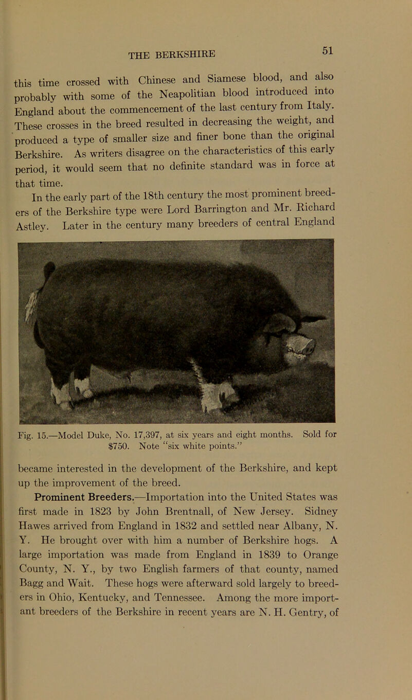 this time crossed with Chinese and Siamese blood, and also probably with some of the Neapolitan blood introduced into England about the commencement of the last century from Italy. These crosses in the breed resulted in decreasing the weight, and produced a type of smaller size and finer bone than the original Berkshire. As writers disagree on the characteristics of this early period, it would seem that no definite standard was in force at that time. In the early part of the 18th century the most prominent breed- ers of the Berkshire type were Lord Barrington and Mr. Richard Astley. Later in the century many breeders of central England Fig. 15.—Model Duke, No. 17,397, at six years and eight months. Sold for $750. Note “six white points.” became interested in the development of the Berkshire, and kept up the improvement of the breed. Prominent Breeders.—Importation into the United States was first made in 1823 by John Brentnall, of New Jersey. Sidney Hawes arrived from England in 1832 and settled near Albany, N. Y. He brought over with him a number of Berkshire hogs. A large importation was made from England in 1839 to Orange County, N. Y., by two English farmers of that county, named Bagg and Wait. These hogs were afterward sold largely to breed- ers in Ohio, Kentucky, and Tennessee. Among the more import- ant breeders of the Berkshire in recent years are N. IL Gentry, of