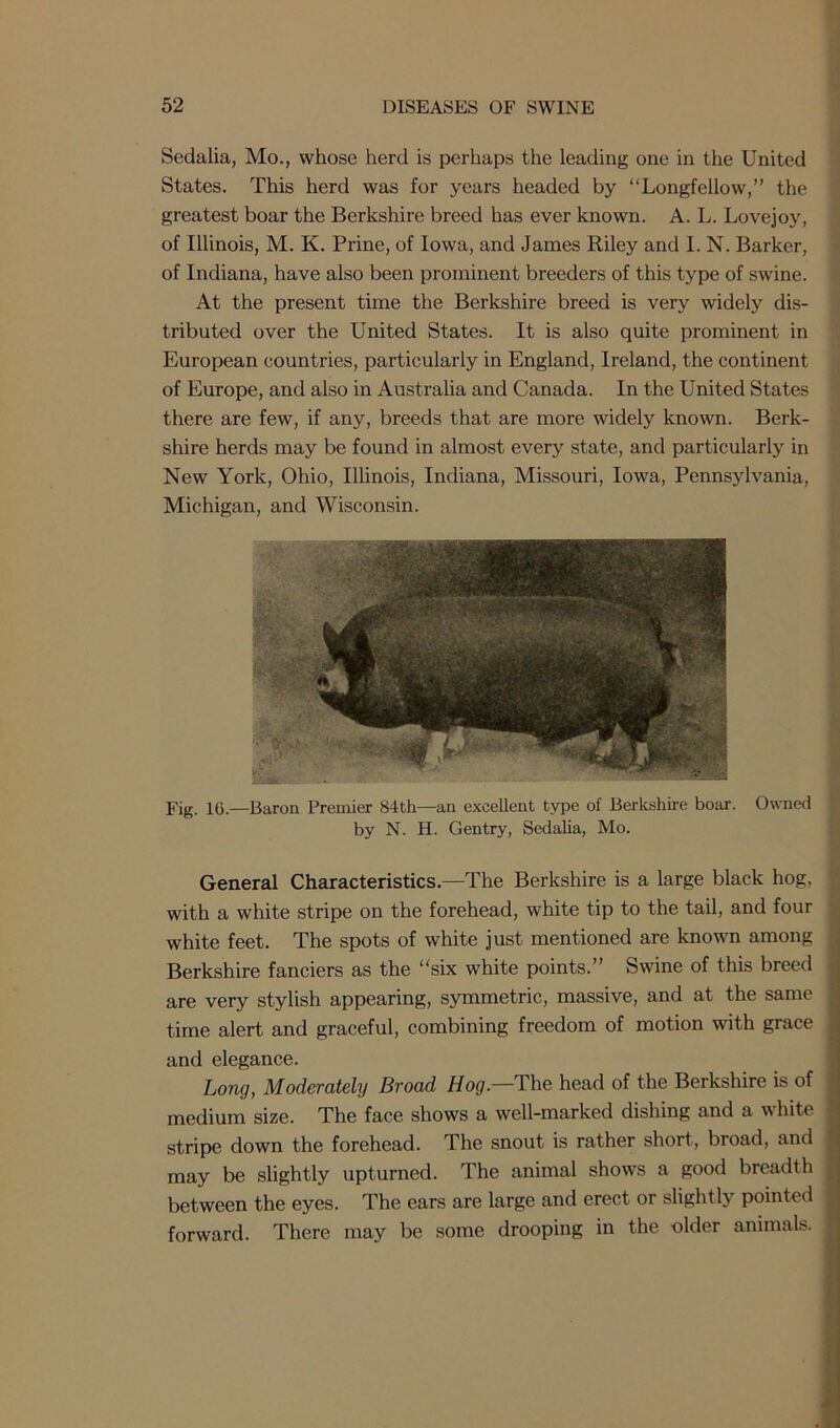 Sedalia, Mo., whose herd is perhaps the leading one in the United States. This herd was for years headed by “Longfellow,” the greatest boar the Berkshire breed has ever known. A. L. Lovejoy, of Illinois, M. K. Prine, of Iowa, and James Riley and I. N. Barker, of Indiana, have also been prominent breeders of this type of swine. At the present time the Berkshire breed is very widely dis- tributed over the United States. It is also quite prominent in European countries, particularly in England, Ireland, the continent of Europe, and also in Australia and Canada. In the United States there are few, if any, breeds that are more widely known. Berk- shire herds may be found in almost every state, and particularly in New York, Ohio, Illinois, Indiana, Missouri, Iowa, Pennsylvania, Michigan, and Wisconsin. Fig. 16.—Baron Premier 84th—an excellent type of Berkshire boar. Owned by N. H. Gentry, Sedalia, Mo. General Characteristics.—The Berkshire is a large black hog, with a white stripe on the forehead, white tip to the tail, and four white feet. The spots of white just mentioned are known among Berkshire fanciers as the “six white points.” Swine of this breed are very stylish appearing, symmetric, massive, and at the same time alert and graceful, combining freedom of motion with grace and elegance. Long, Moderately Broad Hog— The head of the Berkshire is of medium size. The face shows a well-marked dishing and a white stripe down the forehead. The snout is rather short, broad, and may be slightly upturned. The animal shows a good breadth between the eyes. The ears are large and erect or slightly pointed forward. There may be some drooping in the older animals.