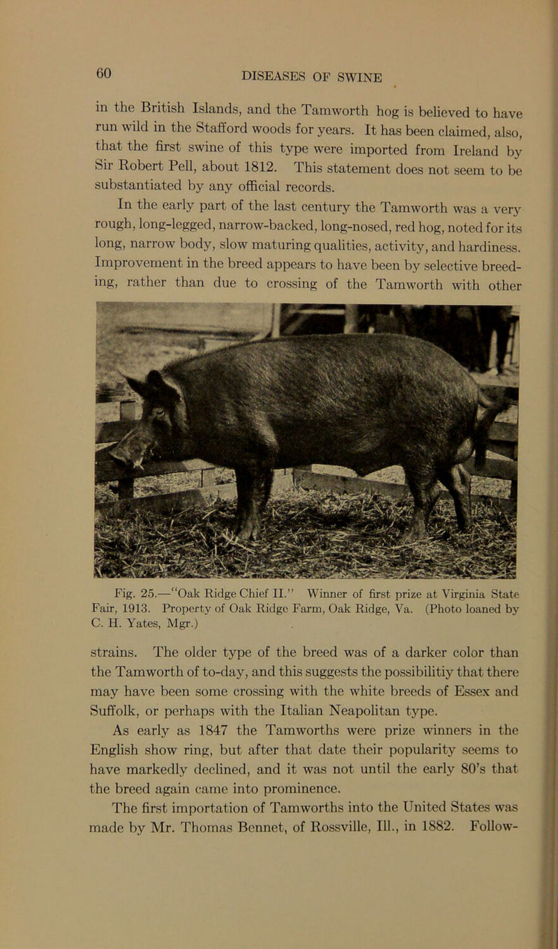 in the British Islands, and the Tamworth hog is believed to have run wild in the Stafford woods for years. It has been claimed, also, that the first swine of this type were imported from Ireland by Sir Robert Pell, about 1812. This statement does not seem to be substantiated by any official records. In the early part of the last century the Tamworth was a very rough, long-legged, narrow-backed, long-nosed, red hog, noted for its long, narrow body, slow maturing qualities, activity, and hardiness. Improvement in the breed appears to have been by selective breed- ing, rather than due to crossing of the Tamworth with other Fig. 25.—“Oak Ridge Chief II.” Winner of first prize at Virginia State Fair, 1913. Property of Oak Ridge Farm, Oak Ridge, Va. (Photo loaned by C. H. Yates, Mgr.) strains. The older type of the breed was of a darker color than the Tamworth of to-day, and this suggests the possibilitiy that there may have been some crossing with the white breeds of Essex and Suffolk, or perhaps with the Italian Neapolitan tj^pe. As early as 1847 the Tamworths were prize winners in the English show ring, but after that date their popularity seems to have markedly declined, and it was not until the early 80’s that the breed again came into prominence. The first importation of Tamworths into the United States was made by Mr. Thomas Bennet, of Rossville, 111., in 1882. Follow-