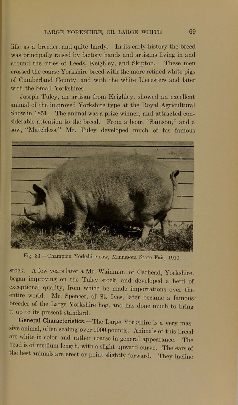 lific as a breeder, and quite hardy. In its early history the breed was principally raised by factory hands and artisans living in and around the cities of Leeds, Keighley, and Skipton. These men crossed the coarse Yorkshire breed with the more refined white pigs of Cumberland County, and with the white Liecesters and later with the Small Yorkshires. Joseph Tuley, an artisan from Keighley, showed an excellent animal of the improved Yorkshire type at the Royal Agricultural Show in 1851. The animal was a prize winner, and attracted con- siderable attention to the breed. From a boar, “Samson,” and a sow, “Matchless,” Mr. Tuley developed much of his famous Fig. 33.—Champion Yorkshire sow, Minnesota State Fair, 1910. stock. A few years later a Mr. Wainman, of Carhead, Yorkshire, began improving on the Tuley stock, and developed a herd of exceptional quality, from which he made importations over the entire world. Mr. Spencer, of St. Ives, later became a famous breeder of the Large Yorkshire hog, and has done much to bring it up to its present standard. General Characteristics.—The Large Yorkshire is a very mas- sive animal, often scaling over 1000 pounds. Animals of this breed are white in color and rather coarse in general appearance. The head is of medium length, with a slight upward curve. The ears of the best animals are erect or point slightly forward. They incline