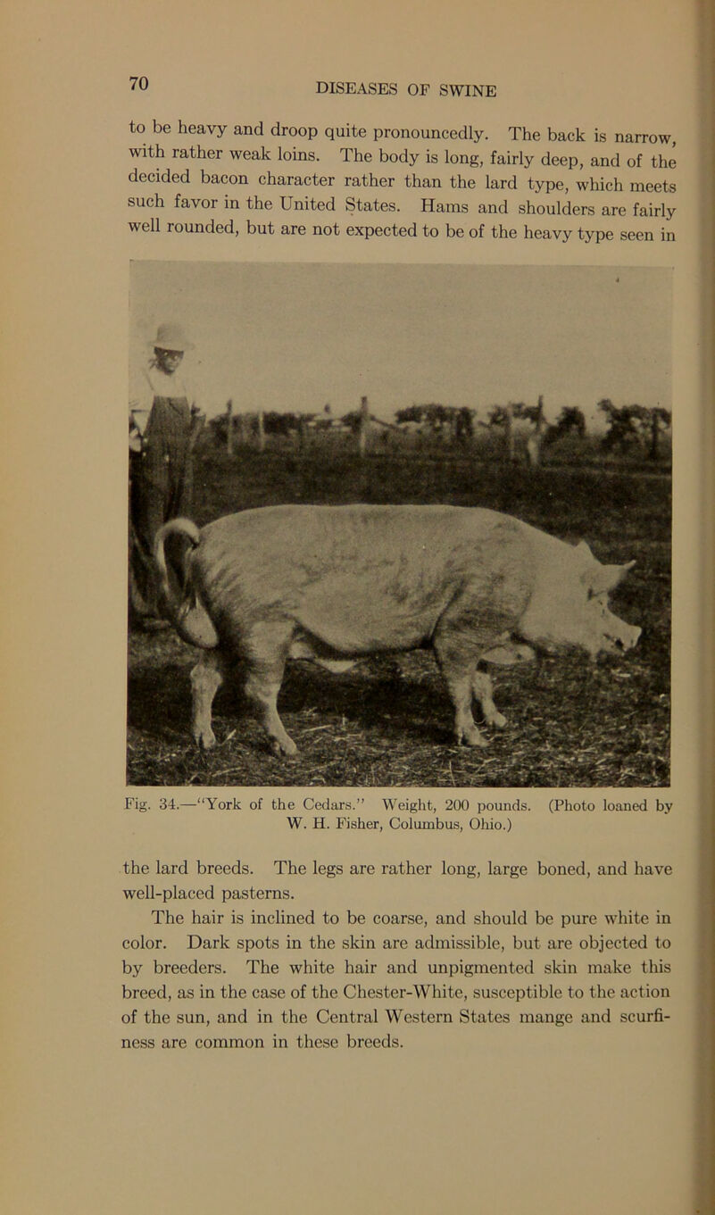 to be heavy and droop quite pronouncedly. The back is narrow, with rather weak loins. The body is long, fairly deep, and of the decided bacon character rather than the lard type, which meets such favor in the United States. Hams and shoulders are fairly well rounded, but are not expected to be of the heavy type seen in Fig. 34.—'“York of the Cedars.” Weight, 200 pounds. (Photo loaned by W. H. Fisher, Columbus, Ohio.) the lard breeds. The legs are rather long, large boned, and have well-placed pasterns. The hair is inclined to be coarse, and should be pure white in color. Dark spots in the skin are admissible, but are objected to by breeders. The white hair and unpigmented skin make this breed, as in the case of the Chester-White, susceptible to the action of the sun, and in the Central Western States mange and scurfi- ness are common in these breeds.