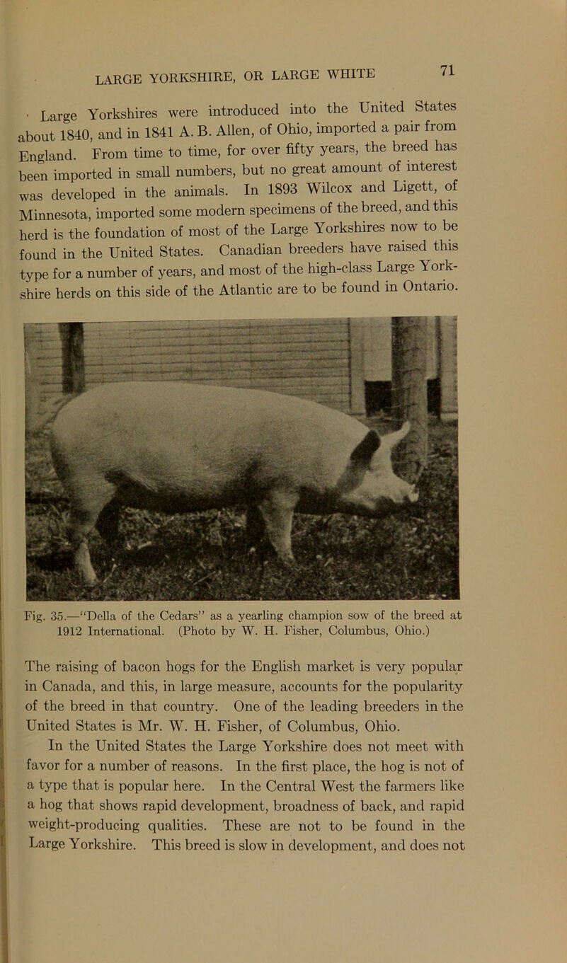 ■ Lar^e Yorkshires were introduced into the United States about 1840, and in 1841 A. B. Allen, of Ohio, imported a pair from England. From time to time, for over fifty years, the breed has beeii imported in small numbers, but no great amount of interest was developed in the animals. In 1893 Wilcox and Ligett, of Minnesota, imported some modern specimens of the breed, and this herd is the foundation of most of the Large Yorkshires now to be found in the United States. Canadian breeders have raised this type for a number of years, and most of the high-class Large York- shire herds on this side of the Atlantic are to be found m Ontario. Fig. 35.—“Della of the Cedars” as a yearling champion sow of the breed at 1912 International. (Photo by W. H. Fisher, Columbus, Ohio.) The raising of bacon hogs for the English market is very popular in Canada, and this, in large measure, accounts for the popularity of the breed in that country. One of the leading breeders in the United States is Mr. W. H. Fisher, of Columbus, Ohio. In the United States the Large Yorkshire does not meet with favor for a number of reasons. In the first place, the hog is not of a type that is popular here. In the Central West the farmers like a hog that shows rapid development, broadness of back, and rapid weight-producing qualities. These are not to be found in the Large Yorkshire. This breed is slow in development, and does not