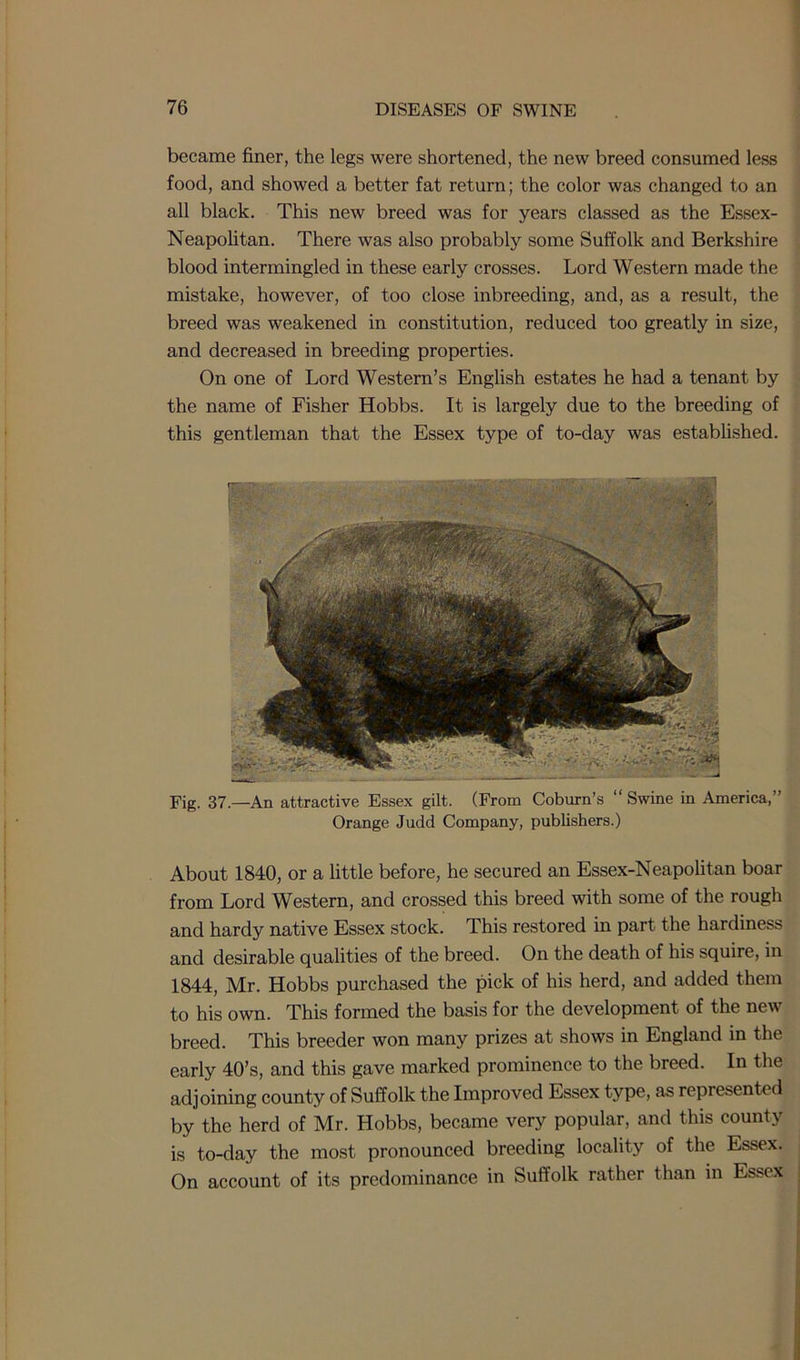 became finer, the legs were shortened, the new breed consumed less food, and showed a better fat return; the color was changed to an all black. This new breed was for years classed as the Essex- Neapolitan. There was also probably some Suffolk and Berkshire blood intermingled in these early crosses. Lord Western made the mistake, however, of too close inbreeding, and, as a result, the breed was weakened in constitution, reduced too greatly in size, and decreased in breeding properties. On one of Lord Western’s English estates he had a tenant by the name of Fisher Hobbs. It is largely due to the breeding of this gentleman that the Essex type of to-day was established. Fig. 37.—An attractive Essex gilt. (From Coburn’s “ Swine in America,” Orange Judd Company, publishers.) About 1840, or a little before, he secured an Essex-Neapolitan boar from Lord Western, and crossed this breed with some of the rough and hardy native Essex stock. This restored in part the hardiness and desirable qualities of the breed. On the death of his squire, in 1844, Mr. Hobbs purchased the pick of his herd, and added them to his own. This formed the basis for the development of the new breed. This breeder won many prizes at shows in England in the early 40’s, and this gave marked prominence to the breed. In the adjoining county of Suffolk the Improved Essex type, as represented by the herd of Mr. Hobbs, became very popular, and this county is to-day the most pronounced breeding locality of the Essex. On account of its predominance in Suffolk rather than in Essex