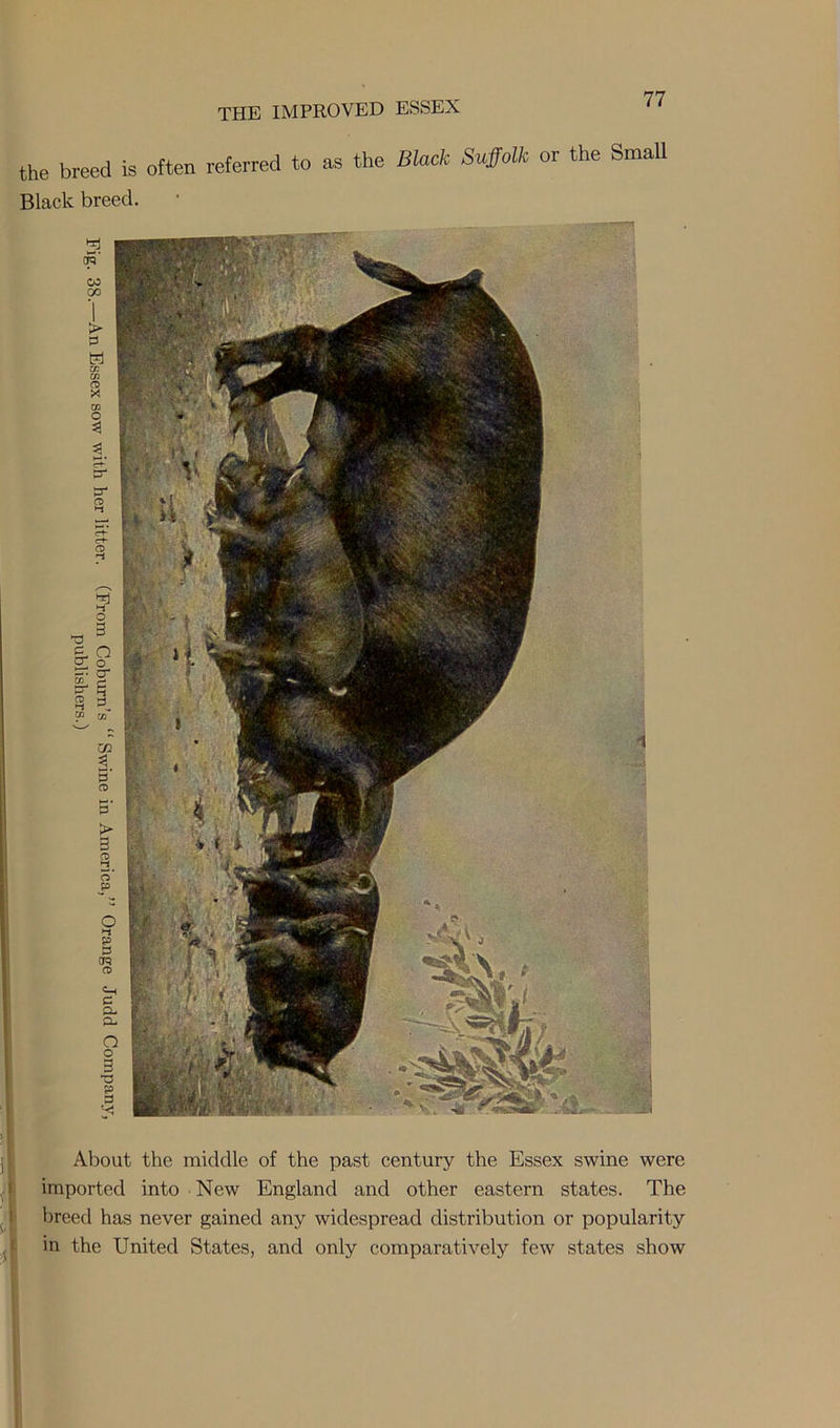 THE IMPROVED ESSEX the breed is often referred to as the Black Suffolk or the Small Black breed. About the middle of the past century the Essex swine were imported into New England and other eastern states. The breed has never gained any widespread distribution or popularity in the United States, and only comparatively few states show