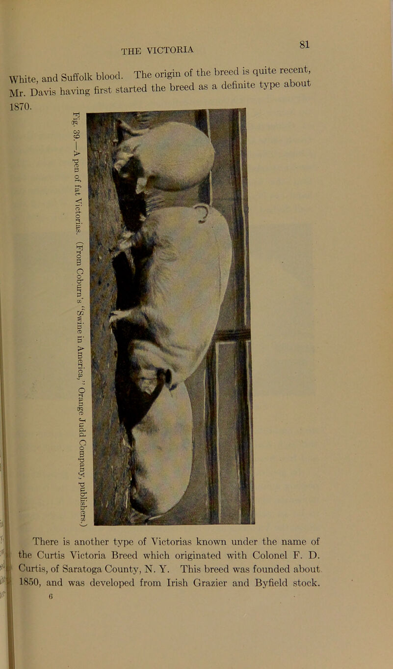 THE VICTORIA White, and Suffolk blood. The origin of the breed is quite recent Mr. Davis having first started the breed as a definite type abou 1870. I There is another type of Victorias known under the name of II the Curtis Victoria Breed which originated with Colonel F. D. ’■'I Curtis, of Saratoga County, N. Y. This breed was founded about I 1850, and was developed from Irish Grazier and Byfield stock. (t>| 6