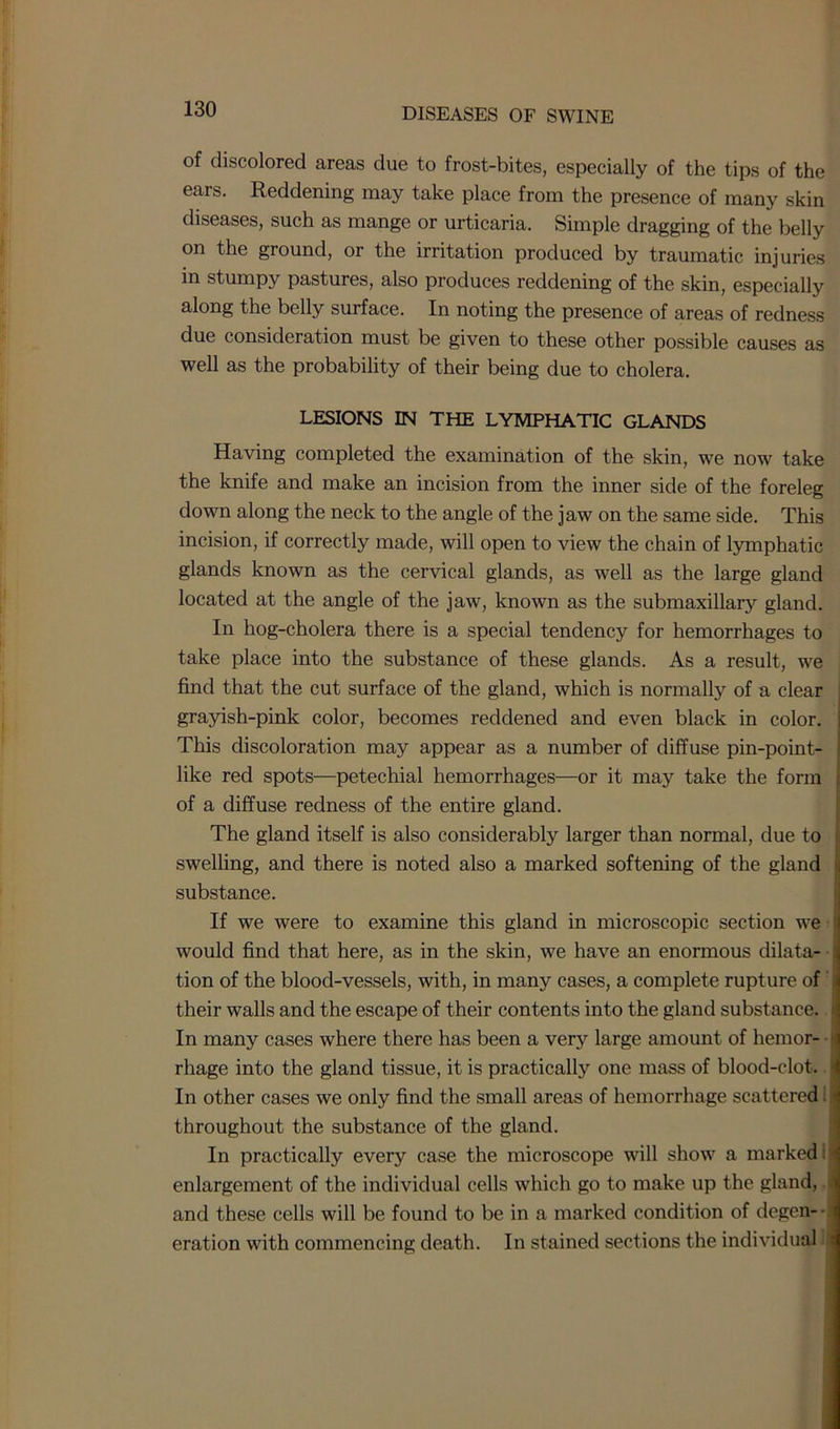 of discolored areas due to frost-bites, especially of the tips of the ears. Reddening may take place from the presence of many skin diseases, such as mange or urticaria. Simple dragging of the belly on the ground, or the irritation produced by traumatic injuries in stumpy pastures, also produces reddening of the skin, especially along the belly surface. In noting the presence of areas of redness due consideration must be given to these other possible causes as well as the probability of their being due to cholera. LESIONS IN THE LYMPHATIC GLANDS Having completed the examination of the skin, we now take the knife and make an incision from the inner side of the foreleg down along the neck to the angle of the jaw on the same side. This incision, if correctly made, will open to view the chain of lymphatic glands known as the cervical glands, as well as the large gland located at the angle of the jaw, known as the submaxillary gland. In hog-cholera there is a special tendency for hemorrhages to take place into the substance of these glands. As a result, we find that the cut surface of the gland, which is normally of a clear grayish-pink color, becomes reddened and even black in color, j This discoloration may appear as a number of diffuse pin-point- i like red spots—petechial hemorrhages—or it may take the form i of a diffuse redness of the entire gland. The gland itself is also considerably larger than normal, due to ' swelling, and there is noted also a marked softening of the gland substance. If we were to examine this gland in microscopic section we J would find that here, as in the skin, we have an enormous dilata- i tion of the blood-vessels, with, in many cases, a complete rupture of their walls and the escape of their contents into the gland substance. * In many cases where there has been a very large amount of hemor- rhage into the gland tissue, it is practically one mass of blood-clot. In other cases we only find the small areas of hemorrhage scattered l throughout the substance of the gland. In practically every case the microscope will show a marked i enlargement of the individual cells which go to make up the gland, and these cells will be found to be in a marked condition of degen- eration with commencing death. In stained sections the individual i