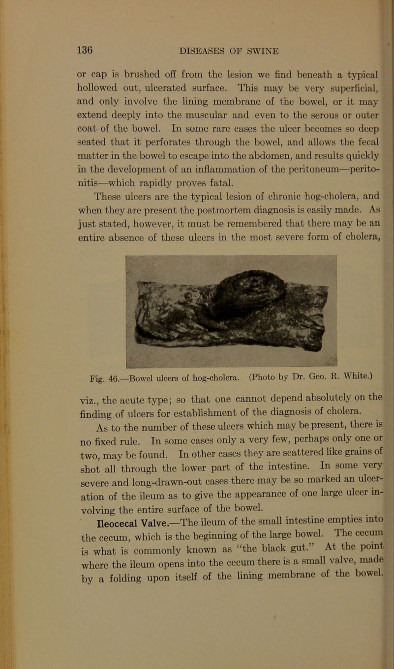 or cap is brushed off from the lesion we find beneath a typical hollowed out, ulcerated surface. This may be very superficial, and only involve the lining membrane of the bowel, or it may extend deeply into the muscular and even to the serous or outer coat of the bowel. In some rare cases the ulcer becomes so deep seated that it perforates through the bowel, and allows the fecal matter in the bowel to escape into the abdomen, and results quickly in the development of an inflammation of the peritoneum—perito- nitis—which rapidly proves fatal. These ulcers are the typical lesion of chronic hog-cholera, and when they are present the postmortem diagnosis is easily made. As just stated, however, it must be remembered that there may be an entire absence of these ulcers in the most severe form of cholera, Fig. 46.—Bowel ulcers of hog-cholera. (Photo by Dr. Geo. R. White.) viz., the acute type; so that one cannot depend absolutely on the finding of ulcers for establishment of the diagnosis of cholera. As to the number of these ulcers which may be present, there is no fixed rule. In some cases only a very few, perhaps only one or two, may be found. In other cases they are scattered like grains of shot all through the lower part of the intestine. In some very severe and long-drawn-out cases there may be so marked an ulcer- ation of the ileum as to give the appearance of one large ulcer in- volving the entire surface of the bowel. Ileocecal Valve.—The ileum of the small intestine empties into the cecum, which is the beginning of the large bowel. The cecum is what is commonly known as “the black gut.” At the point where the ileum opens into the cecum there is a small valve, made by a folding upon itself of the lining membrane of the bowel.