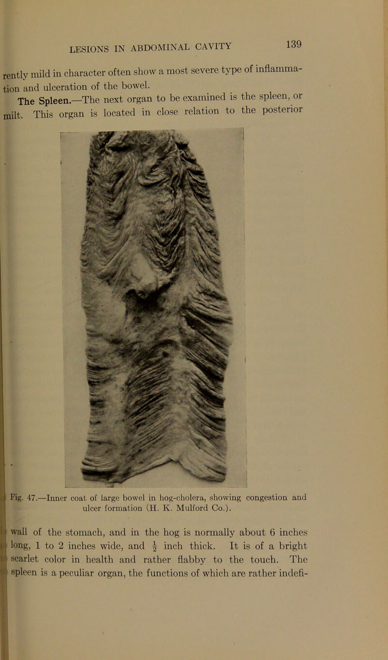 rently mild in character often show a most severe type of inflamma- tion and ulceration of the bowel. The Spleen—The next organ to be examined is the spleen, or milt. This organ is located in close relation to the posterior Fig. 47.—Inner coat of large bowel in hog-cholera, showing congestion and ulcer formation (H. K. Mulford Co.). j wall of the stomach, and in the hog is normally about 6 inches M long, 1 to 2 inches wide, and \ inch thick. It is of a bright W scarlet color in health and rather flabby to the touch. The >1 spleen is a peculiar organ, the functions of which are rather indefi-