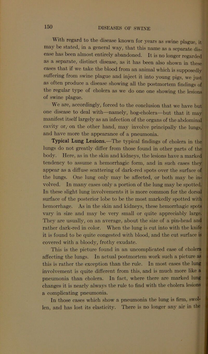 W ith regard to the disease known for years as swine plague, it may be stated, in a general way, that this name as a separate dis- ease has been almost entirely abandoned. It is no longer regarded as a separate, distinct disease, as it has been also shown in these cases that if we take the blood from an animal which is supposedly suffering from swine plague and inject it into young pigs, we just as often produce a disease showing all the postmortem findings of the regular type of cholera as we do one one showing the lesions of swine plague. We are, accordingly, forced to the conclusion that we have but one disease to deal with—namely, hog-cholera—but that it may manifest itself largely as an infection of the organs of the abdominal cavity or,- on the other hand, may involve principally the lungs, and have more the appearance of a pneumonia. Typical Lung Lesions.—The typical findings of cholera in the lungs do not greatly differ from those found in other parts of the body. Here, as in the skin and kidneys, the lesions have a marked tendency to assume a hemorrhagic form, and in such cases they appear as a diffuse scattering of dark-red spots over the surface of the lungs. One lung only may be affected, or both may be in- volved. In many cases only a portion of the lung majr be spotted. In these slight lung involvements it is more common for the dorsal surface of the posterior lobe to be the most markedly spotted with hemorrhage. As in the skin and kidneys, these hemorrhagic spots vary in size and may be very small or quite appreciably large. They are usually, on an average, about the size of a pin-head and rather dark-red in color. When the lung is cut into with the knife it is found to be quite congested with blood, and the cut surface is covered with a bloody, frothy exudate. This is the picture found in an uncomplicated case of cholera affecting the lungs. In actual postmortem work such a picture as this is rather the exception than the rule. In most cases the lung involvement is quite different from this, and is much more like a pneumonia than cholera. In fact, where there are marked lung changes it is nearly always the rule to find with the cholera lesions a complicating pneumonia. In those cases which show a pneumonia the lung is firm, swol- len, and has lost its elasticity. There is no longer any air in the
