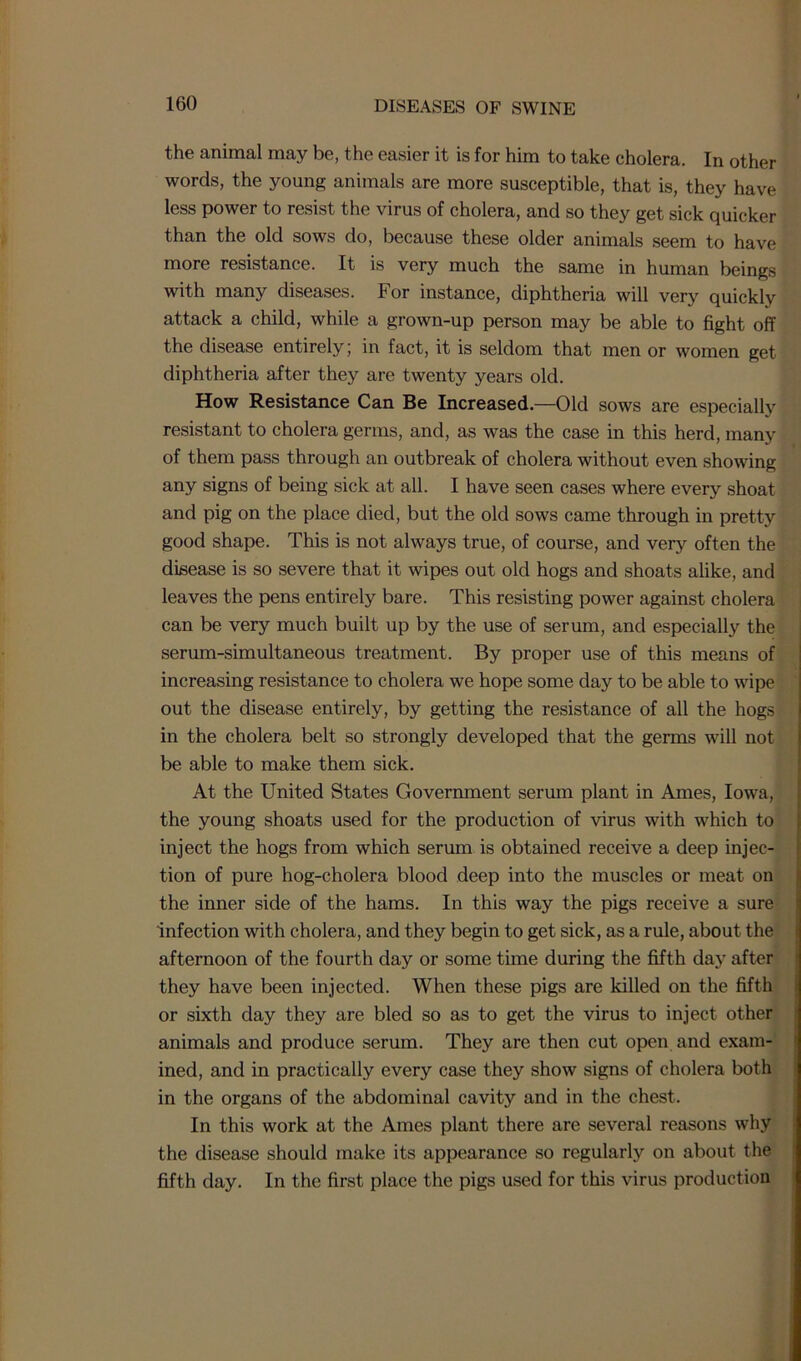 the animal may be, the easier it is for him to take cholera. In other words, the young animals are more susceptible, that is, they have less power to resist the virus of cholera, and so they get sick quicker than the old sows do, because these older animals seem to have more resistance. It is very much the same in human beings with many diseases. For instance, diphtheria will very quickly attack a child, while a grown-up person may be able to fight off the disease entirely; in fact, it is seldom that men or women get diphtheria after they are twenty years old. How Resistance Can Be Increased.—Old sows are especially resistant to cholera germs, and, as was the case in this herd, many of them pass through an outbreak of cholera without even showing any signs of being sick at all. I have seen cases where every shoat and pig on the place died, but the old sows came through in pretty good shape. This is not always true, of course, and very often the disease is so severe that it wipes out old hogs and shoats alike, and leaves the pens entirely bare. This resisting power against cholera can be very much built up by the use of serum, and especially the serum-simultaneous treatment. By proper use of this means of increasing resistance to cholera we hope some day to be able to wipe out the disease entirely, by getting the resistance of all the hogs in the cholera belt so strongly developed that the germs will not be able to make them sick. At the United States Government serum plant in Ames, Iowa, the young shoats used for the production of virus with which to inject the hogs from which serum is obtained receive a deep injec- tion of pure hog-cholera blood deep into the muscles or meat on the inner side of the hams. In this way the pigs receive a sure infection with cholera, and they begin to get sick, as a rule, about the afternoon of the fourth day or some time during the fifth day after they have been injected. When these pigs are killed on the fifth or sixth day they are bled so as to get the virus to inject other animals and produce serum. They are then cut open and exam- ined, and in practically every case they show signs of cholera both in the organs of the abdominal cavity and in the chest. In this work at the Ames plant there are several reasons why the disease should make its appearance so regularly on about the fifth day. In the first place the pigs used for this virus production