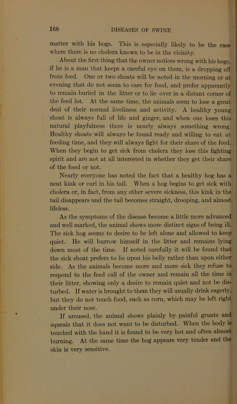 matter with his hogs. This is especially likely to be the case where there is no cholera known to be in the vicinity. About the first thing that thp owner notices wrong with his hogs, if he is a man that keeps a careful eye on them, is a dropping off from feed. One or two shoats will be noted in the morning or at evening that do not seem to care for food, and prefer apparantly to remain buried in the litter or to lie over in a distant corner of the feed lot. At the same time, the animals seem to lose a great deal of their normal liveliness and activity. A healthy young shoat is always full of life and ginger, and when one loses this natural playfulness there is nearly always something wrong. Healthy shoats will always be found ready and willing to eat at feeding time, and they will always fight for their share of the feed. When they begin to get sick from cholera they lose this fighting spirit and are not at all interested in whether they get their share of the food or not. Nearly everyone has noted the fact that a healthy hog has a neat kink or curl in his tail. When a hog begins to get sick with cholera or, in fact, from any other severe sickness, this kink in the tail disappears and the tail becomes straight, drooping, and almost lifeless. As the symptoms of the disease become a little more advanced and well marked, the animal shows more distinct signs of being ill. The sick hog seems to desire to be left alone and allowed to keep quiet. He will burrow himself in the litter and remains lying down most of the time. If noted carefully it will be found that the sick shoat prefers to lie upon his belly rather than upon either side. As the animals become more and more sick they refuse to respond to the feed call of the owner and remain all the time in their litter, showing only a desire to remain quiet and not be dis- turbed. If water is brought to them they will usually drink eagerly, but they do not touch food, such as corn, which may be left right under their nose. If aroused, the animal shows plainly by painful grunts and squeals that it does not want to be disturbed. When the body is touched with the hand it is found to be very hot and often almost burning. At the same time the hog appears very tender and the skin is very sensitive.