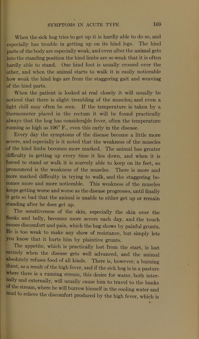 When the sick hog tries to get up it is hardly able to do so, and especially has trouble in getting up on its hind legs. The hind parts of the body are especially weak, and even after the animal gets into the standing position the hind limbs are so weak that it is often hardly able to stand. One hind foot is usually crossed over the other, and when the animal starts to walk it is easily noticeable how weak the hind legs are from the staggering gait and weaving of the hind parts. When the patient is looked at real closely it will usually be noticed that there is slight trembling of the muscles, and even a light chill may often be seen. If the temperature is taken by a thermometer placed in the rectum it will be found practically always that the hog has considerable fever, often the temperature running as high as 106° F., even this early in the disease. Every day the symptoms of the disease become a little more severe, and especially is it noted that the weakness of the muscles of the hind limbs becomes more marked. The animal has greater difficulty in getting up every time it lies down, and when it is forced to stand or walk it is scarcely able to keep on its feet, so pronounced is the weakness of the muscles. There is more and more marked difficulty in trying to walk, and the staggering be- comes more and more noticeable. This weakness of the muscles keeps getting worse and worse as the disease progresses, until finally it gets so bad that the animal is unable to either get up or remain standing after he does get up. The sensitiveness of the skin, especially the skin over the flanks and belly, becomes more severe each day, and the touch causes discomfort and pain, which the hog shows by painful grunts. He is too weak to make any show of resistance, but simply lets you know that it hurts him by plaintive grunts. The appetite, which is practically lost from the start, is lost entirely when the disease gets well advanced, and the animal absolutely refuses food of all kinds. There is, however, a burning thirst, as a result of the high fever, and if the sick hog is in a pasture where there is a running stream, this desire for water, both inter- nally and externally, will usually cause him to travel to the banks of the stream, where he will burrow himself in the cooling water and mud to relieve the discomfort produced by the high fever, which is