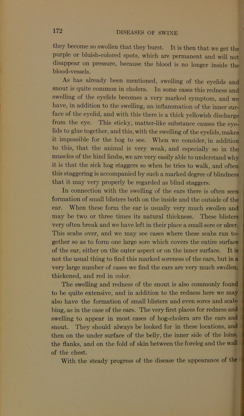 they become so swollen that they burst. It is then that we get the purple or bluish-colored spots, which are permanent and will not disappear on pressure, because the blood is no longer inside the blood-vessels. As has already been mentioned, swelling of the eyelids and snout is quite common in cholera. In some cases this redness and swelling of the eyelids becomes a very marked symptom, and we have, in addition to the swelling, an inflammation of the inner sur- face of the eyelid, and with this there is a thick yellowish discharge from the eye. This sticky, matter-like substance causes the eye- lids to glue together, and this, with the swelling of the eyelids, makes it impossible for the hog to see. When we consider, in addition to this, that the animal is very weak, and especially so in the muscles of the hind limbs, we are very easily able to understand why it is that the sick hog staggers so when he tries to walk, and often this staggering is accompanied by such a marked degree of blindness that it may very properly be regarded as blind staggers. i In connection with the swelling of the ears there is often seen formation of small blisters both on the inside and the outside of the ear. When these form the ear is usually very much swollen and may be two or three times its natural thickness. These blisters very often break and we have left in their place a small sore or ulcer. This scabs over, and we may see cases where these scabs run to- gether so as to form one large sore which covers the entire surface of the ear, either on the outer aspect or on the inner surface. It is not the usual thing to find this marked soreness of the ears, but in a very large number of cases we find the ears are very much swollen, thickened, and red in color. The swelling and redness of the snout is also commonly found to be quite extensive, and in addition to the redness here we may also have the formation of small blisters and even sores and scab- bing, as in the case of the ears. The very first places for redness and swelling to appear in most cases of hog-cholera are the ears and snout. They should always be looked for in these locations, and then on the under surface of the belly, the inner side of the loins, the flanks, and on the fold of skin between the foreleg and the wall of the chest. With the steady progress of the disease the appearance of the