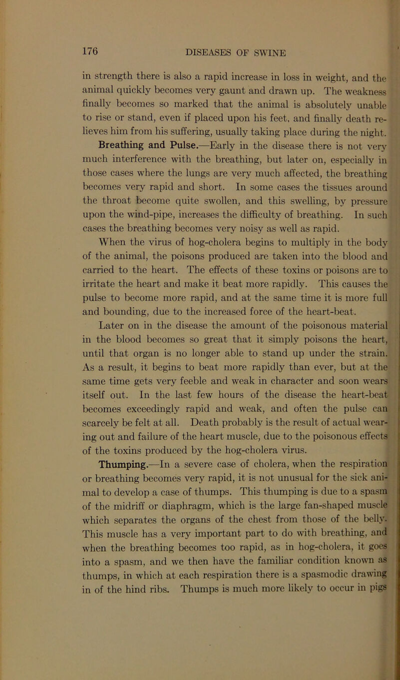 in strength there is also a rapid increase in loss in weight, and the animal quickly becomes very gaunt and drawn up. The weakness finally becomes so marked that the animal is absolutely unable to rise or stand, even if placed upon his feet, and finally death re- lieves him from his suffering, usually taking place during the night. Breathing and Pulse.—Early in the disease there is not very much interference with the breathing, but later on, especially in those cases where the lungs are very much affected, the breathing becomes very rapid and short. In some cases the tissues around the throat become quite swollen, and this swelling, by pressure upon the wind-pipe, increases the difficulty of breathing. In such cases the breathing becomes very noisy as well as rapid. When the virus of hog-cholera begins to multiply in the body of the animal, the poisons produced are taken into the blood and carried to the heart. The effects of these toxins or poisons are to irritate the heart and make it beat more rapidly. This causes the pulse to become more rapid, and at the same time it is more full and bounding, due to the increased force of the heart-beat. Later on in the disease the amount of the poisonous material in the blood becomes so great that it simply poisons the heart., until that organ is no longer able to stand up under the strain. As a result, it begins to beat more rapidly than ever, but at the same time gets very feeble and weak in character and soon wears itself out. In the last few hours of the disease the heart-beat becomes exceedingly rapid and weak, and often the pulse can scarcely be felt at all. Death probably is the result of actual wear- ing out and failure of the heart muscle, due to the poisonous effects of the toxins produced by the hog-cholera virus. Thumping.—In a severe case of cholera, when the respiration or breathing becomes very rapid, it is not unusual for the sick ani- mal to develop a case of thumps. This thumping is due to a spasm of the midriff or diaphragm, which is the large fan-shaped muscle which separates the organs of the chest from those of the belly. This muscle has a very important part to do with breathing, and when the breathing becomes too rapid, as in hog-cholera, it goes into a spasm, and we then have the familiar condition known as thumps, in which at each respiration there is a spasmodic drawing in of the hind ribs. Thumps is much more likely to occur in pigs