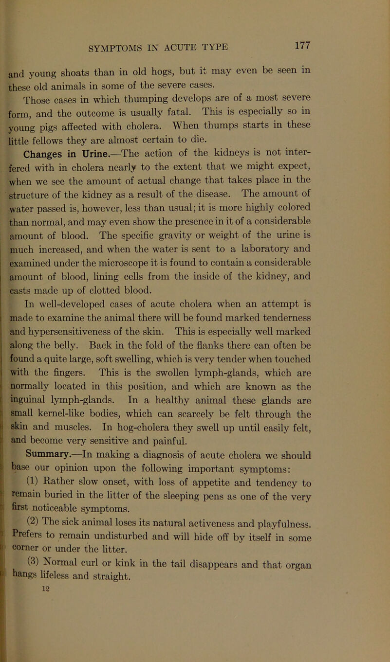 and young shoats than in old hogs, but it may even be seen in these old animals in some of the severe cases. Those cases in which thumping develops are of a most severe form, and the outcome is usually fatal. This is especially so in young pigs affected with cholera. When thumps starts in these little fellows they are almost certain to die. Changes in Urine.—The action of the kidneys is not inter- fered with in cholera nearly to the extent that we might expect, when we see the amount of actual change that takes place in the structure of the kidney as a result of the disease. The amount of water passed is, however, less than usual; it is more highly colored than normal, and may even show the presence in it of a considerable amount of blood. The specific gravity or weight of the urine is much increased, and when the water is sent to a laboratory and examined under the microscope it is found to contain a considerable amount of blood, lining cells from the inside of the kidney, and casts made up of clotted blood. In well-developed cases of acute cholera when an attempt is made to examine the animal there will be found marked tenderness and hypersensitiveness of the skin. This is especially well marked along the belly. Back in the fold of the flanks there can often be found a quite large, soft swelling, which is very tender when touched with the fingers. This is the swollen lymph-glands, which are normally located in this position, and which are known as the inguinal lymph-glands. In a healthy animal these glands are small kernel-like bodies, which can scarcely be felt through the skin and muscles. In hog-cholera they swell up until easily felt, and become very sensitive and painful. (Summary.—In making a diagnosis of acute cholera we should base our opinion upon the following important symptoms: (1) Rather slow onset, with loss of appetite and tendency to remain buried in the litter of the sleeping pens as one of the very first noticeable symptoms. (2) The sick animal loses its natural activeness and playfulness. Prefers to remain undisturbed and will hide off by itself in some comer or under the litter. (3) Normal curl or kink in the tail disappears and that organ hangs lifeless and straight.