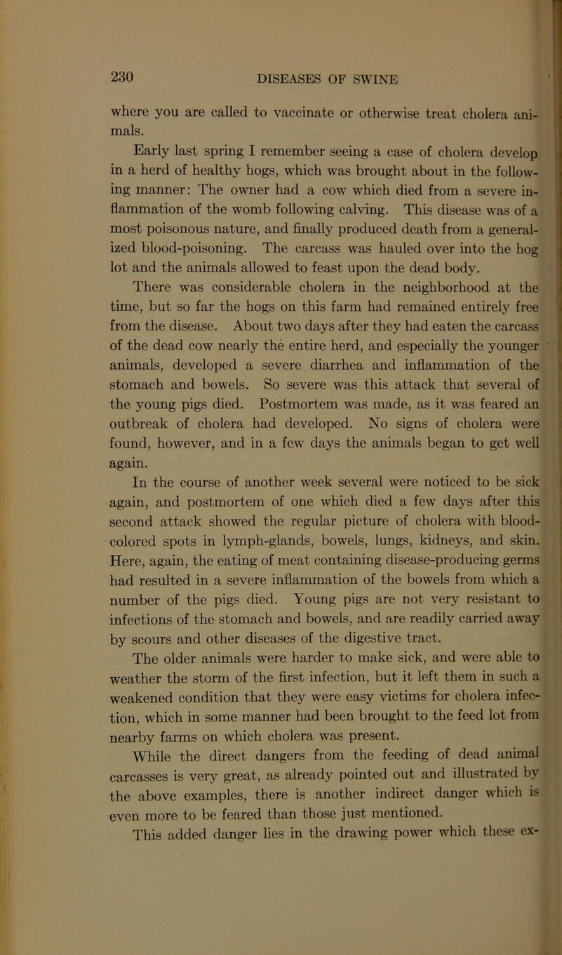 where you are called to vaccinate or otherwise treat cholera ani- mals. Early last spring I remember seeing a case of cholera develop in a herd of healthy hogs, which was brought about in the follow- ing manner: The owner had a cow which died from a severe in- flammation of the womb following calving. This disease was of a most poisonous nature, and finally produced death from a general- ized blood-poisoning. The carcass was hauled over into the hog lot and the animals allowed to feast upon the dead body. There was considerable cholera in the neighborhood at the time, but so far the hogs on this farm had remained entirely free from the disease. About two days after they had eaten the carcass of the dead cow nearly the entire herd, and especially the younger animals, developed a severe diarrhea and inflammation of the stomach and bowels. So severe was this attack that several of the young pigs died. Postmortem was made, as it was feared an outbreak of cholera had developed. No signs of cholera were found, however, and in a few days the animals began to get well again. In the course of another week several were noticed to be sick again, and postmortem of one which died a few daj^s after this second attack showed the regular picture of cholera with blood- colored spots in lymph-glands, bowels, lungs, kidneys, and skin. Here, again, the eating of meat containing disease-producing germs had resulted in a severe inflammation of the bowels from which a number of the pigs died. Young pigs are not very resistant to infections of the stomach and bowels, and are readily carried away by scours and other diseases of the digestive tract. The older animals were harder to make sick, and were able to weather the storm of the first infection, but it left them in such a weakened condition that they were easy victims for cholera infec- tion, which in some manner had been brought to the feed lot from nearby farms on which cholera was present. While the direct dangers from the feeding of dead animal carcasses is very great, as already pointed out and illustrated by the above examples, there is another indirect danger which is even more to be feared than those just mentioned. This added danger lies in the drawing power which these ex-