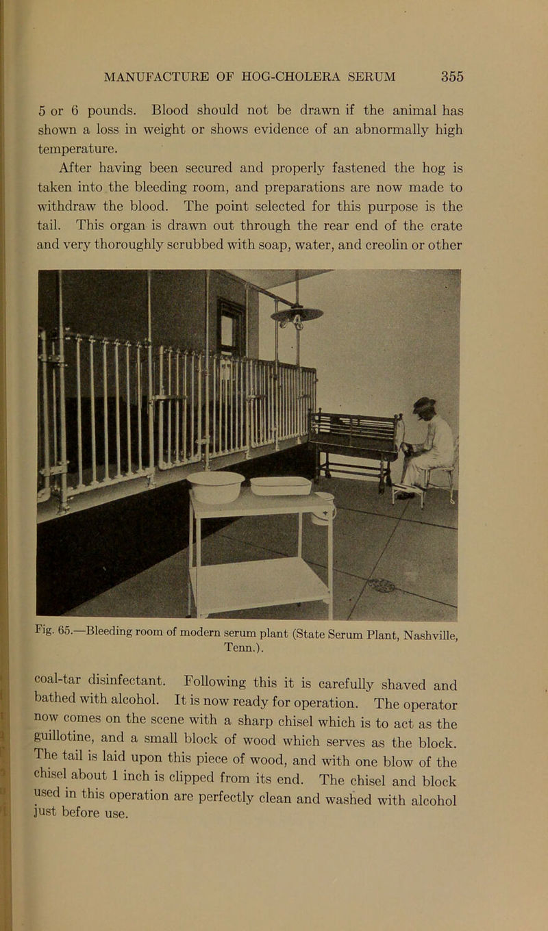 5 or 6 pounds. Blood should not be drawn if the animal has shown a loss in weight or shows evidence of an abnormally high temperature. After having been secured and properly fastened the hog is taken into the bleeding room, and preparations are now made to withdraw the blood. The point selected for this purpose is the tail. This organ is drawn out through the rear end of the crate and very thoroughly scrubbed with soap, water, and creolin or other Fig. 65.—Bleeding room of modern serum plant (State Serum Plant, Nashville, Tenn.). coal-tar disinfectant. Following this it is carefully shaved and bathed with alcohol. It is now ready for operation. The operator now comes on the scene with a sharp chisel which is to act as the guillotine, and a small block of wood which serves as the block. The tail is laid upon this piece of wood, and with one blow of the chisel about 1 inch is clipped from its end. The chisel and block used in this operation are perfectly clean and washed with alcohol just before use.