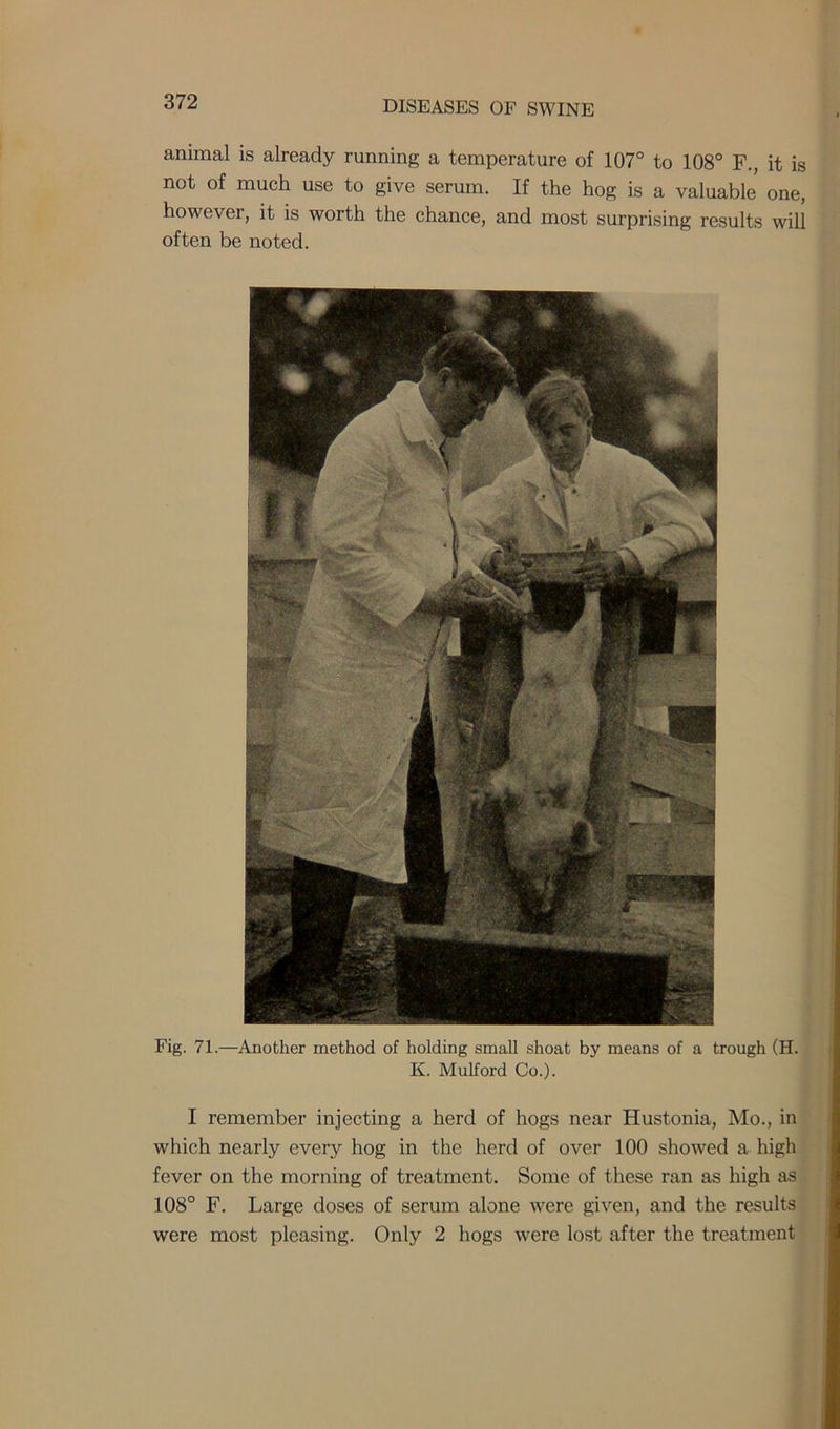 animal is already running a temperature of 107° to 108° F., it is not of much use to give serum. If the hog is a valuable one, however, it is worth the chance, and most surprising results will often be noted. Fig. 71.—Another method of holding small shoat by means of a trough (H. K. Mulford Co.). I remember injecting a herd of hogs near Hustonia, Mo., in which nearly every hog in the herd of over 100 showed a high fever on the morning of treatment. Some of these ran as high as 108° F. Large doses of serum alone were given, and the results were most pleasing. Only 2 hogs were lost after the treatment