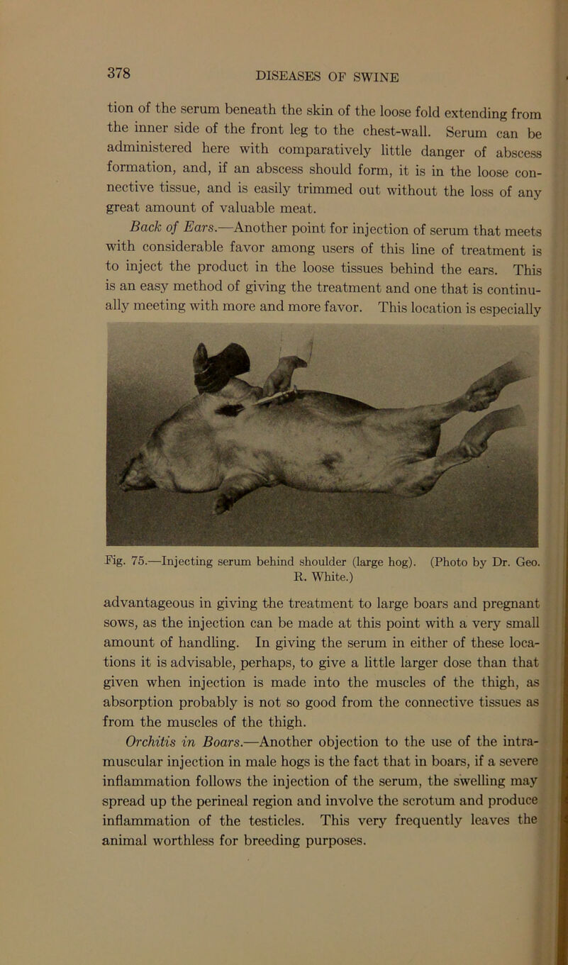 tion of the serum beneath the skin of the loose fold extending from the inner side of the front leg to the chest-wall. Serum can be administered here with comparatively little danger of abscess formation, and, if an abscess should form, it is in the loose con- nective tissue, and is easily trimmed out without the loss of any great amount of valuable meat. Back of Ears.—Another point for injection of serum that meets with considerable favor among users of this line of treatment is to inject the product in the loose tissues behind the ears. This is an easy method of giving the treatment and one that is continu- ally meeting with more and more favor. This location is especially Fig. 75.—Injecting serum behind shoulder (large hog). (Photo by Dr. Geo. R. White.) advantageous in giving the treatment to large boars and pregnant sows, as the injection can be made at this point with a very small amount of handling. In giving the serum in either of these loca- tions it is advisable, perhaps, to give a little larger dose than that given when injection is made into the muscles of the thigh, as absorption probably is not so good from the connective tissues as from the muscles of the thigh. Orchitis in Boars.—Another objection to the use of the intra- muscular injection in male hogs is the fact that in boars, if a severe inflammation follows the injection of the serum, the swelling may spread up the perineal region and involve the scrotum and produce inflammation of the testicles. This very frequently leaves the animal worthless for breeding purposes.