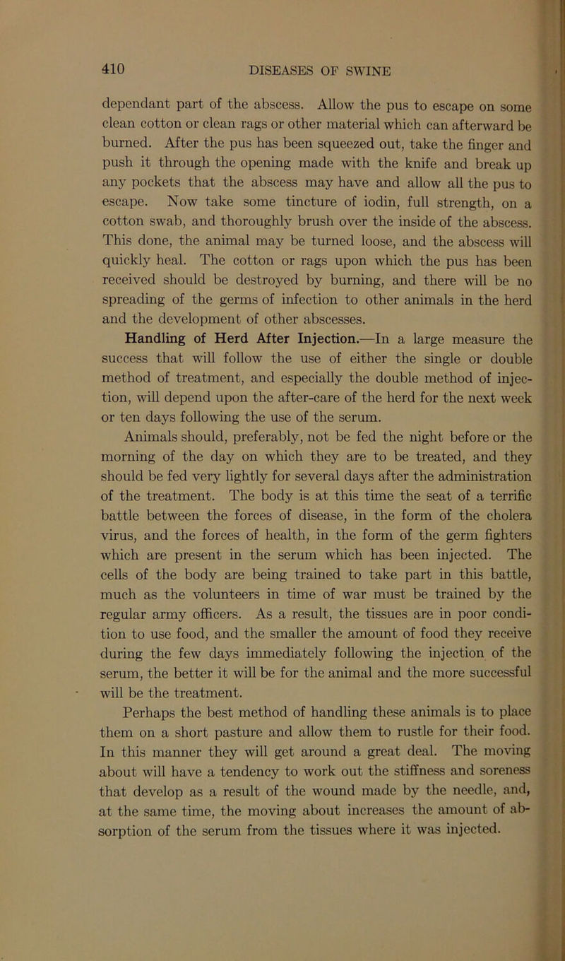 dependant part of the abscess. Allow the pus to escape on some clean cotton or clean rags or other material which can afterward be burned. After the pus has been squeezed out, take the finger and push it through the opening made with the knife and break up any pockets that the abscess may have and allow all the pus to escape. Now take some tincture of iodin, full strength, on a cotton swab, and thoroughly brush over the inside of the abscess. This done, the animal may be turned loose, and the abscess will quickly heal. The cotton or rags upon which the pus has been received should be destroyed by burning, and there will be no spreading of the germs of infection to other animals in the herd and the development of other abscesses. Handling of Herd After Injection.—In a large measure the success that will follow the use of either the single or double method of treatment, and especially the double method of injec- tion, will depend upon the after-care of the herd for the next week or ten days following the use of the serum. Animals should, preferably, not be fed the night before or the morning of the day on which they are to be treated, and they should be fed very lightly for several days after the administration of the treatment. The body is at this time the seat of a terrific battle between the forces of disease, in the form of the cholera virus, and the forces of health, in the form of the germ fighters which are present in the serum which has been injected. The cells of the body are being trained to take part in this battle, much as the volunteers in time of war must be trained by the regular army officers. As a result, the tissues are in poor condi- tion to use food, and the smaller the amount of food they receive during the few days immediately following the injection of the serum, the better it will be for the animal and the more successful will be the treatment. Perhaps the best method of handling these animals is to place them on a short pasture and allow them to rustle for their food. In this manner they will get around a great deal. The moving about will have a tendency to work out the stiffness and soreness that develop as a result of the wound made by the needle, and, at the same time, the moving about increases the amount of ab- sorption of the serum from the tissues where it was injected.