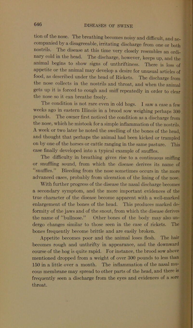 tion of the nose. The breathing becomes noisy and difficult, and ac- companied by a disagreeable, irritating discharge from one or both nostrils. rl he disease at this time very closely resembles an ordi- nary cold in the head. The discharge, however, keeps up, and the animal begins to show signs of unthriftiness. There is loss of appetite or the animal may develop a desire for unusual articles of food, as described under the head of Rickets. The discharge from the nose collects in the nostrils and throat, and when the animal gets up it is forced to cough and sniff repeatedly in order to clear the nose so it can breathe freely. The condition is not rare even in old hogs. I saw a case a few weeks ago in eastern Illinois in a brood sow weighing perhaps 300 pounds. The owner first noticed the condition as a discharge from the nose, which he mistook for a simple inflammation of the nostrils. A week or two later he noted the swelling of the bones of the head, and thought that perhaps the animal had been kicked or trampled on by one of the horses or cattle ranging in the same pasture. This case finally developed into a typical example of snuffles. The difficulty in breathing gives rise to a continuous sniffing or snuffling sound, from which the disease derives its name of “snuffles.” Bleeding from the nose sometimes occurs in the more advanced cases, probably from ulceration of the lining of the nose. With further progress of the disease the nasal discharge becomes a secondary symptom, and the more important evidences of the true character of the disease become apparent with a well-marked enlargement of the bones of the head. This produces marked de- formity of the jaws and of the snout, from which the disease derives the name of “bullnose.” Other bones of the body may also un- dergo changes similar to those seen in the case of rickets. The bones frequently become brittle and are easily broken. Appetite becomes poor and the animal loses flesh. The hair becomes rough and unthrifty in appearance, and the downward course of the hog is quite rapid. For instance, the brood sow above mentioned dropped from a weight of over 300 pounds to less than 150 in a little over a month. The inflammation of the nasal mu- cous membrane may spread to other parts of the head, and there is frequently seen a discharge from the eyes and evidences of a sore throat.