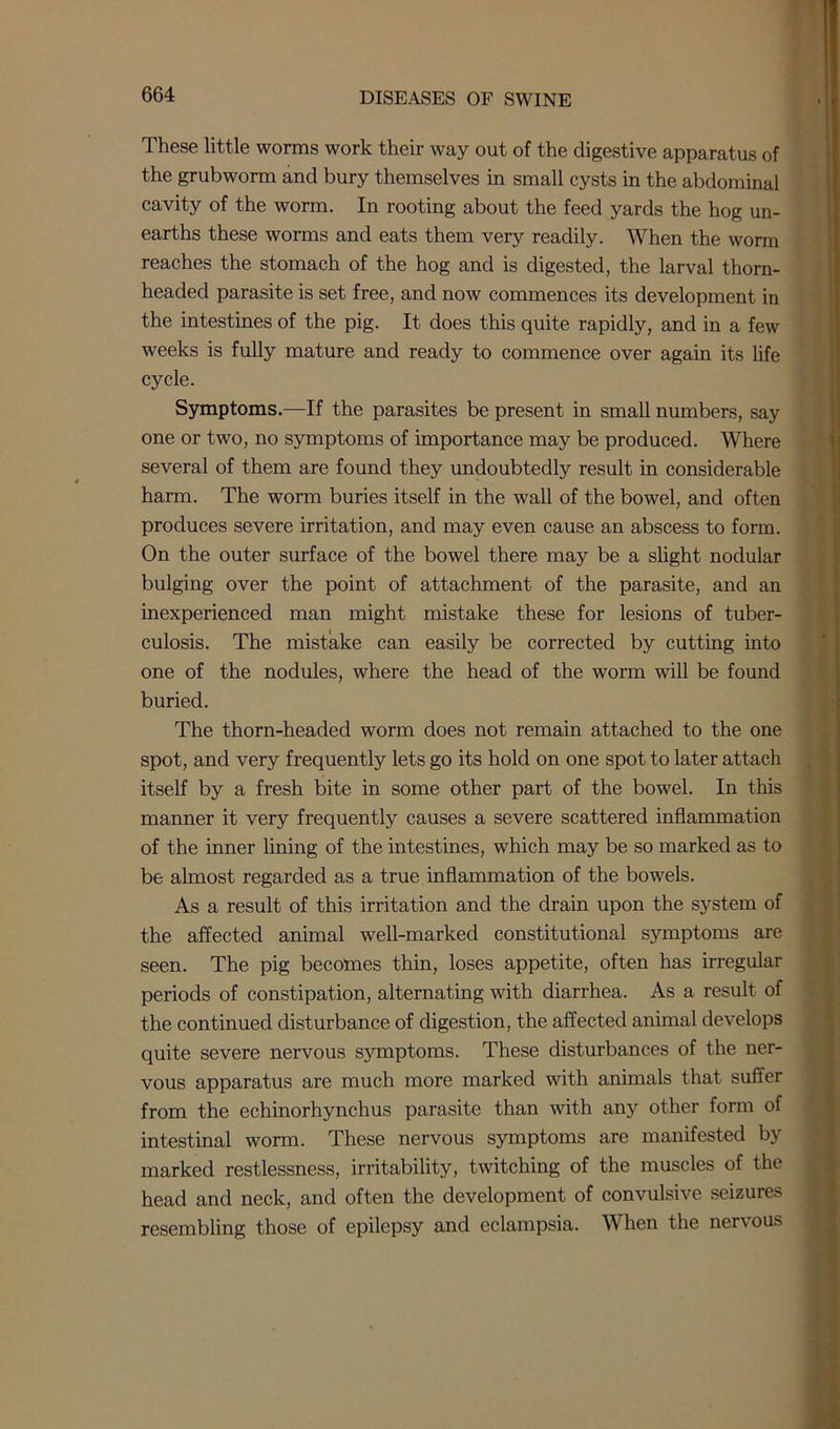 These little worms work their way out of the digestive apparatus of the grubworm and bury themselves in small cysts in the abdominal cavity of the worm. In rooting about the feed yards the hog un- earths these worms and eats them very readily. When the worm reaches the stomach of the hog and is digested, the larval thorn- headed parasite is set free, and now commences its development in the intestines of the pig. It does this quite rapidly, and in a few weeks is fully mature and ready to commence over again its life cycle. Symptoms.-—If the parasites be present in small numbers, say one or two, no symptoms of importance may be produced. Where several of them are found they undoubtedly result in considerable harm. The worm buries itself in the wall of the bowel, and often produces severe irritation, and may even cause an abscess to form. On the outer surface of the bowel there may be a slight nodular bulging over the point of attachment of the parasite, and an inexperienced man might mistake these for lesions of tuber- culosis. The mistake can easily be corrected by cutting into one of the nodules, where the head of the worm will be found buried. The thorn-headed worm does not remain attached to the one spot, and very frequently lets go its hold on one spot to later attach itself by a fresh bite in some other part of the bowel. In this manner it very frequently causes a severe scattered inflammation of the inner lining of the intestines, which may be so marked as to be almost regarded as a true inflammation of the bowels. As a result of this irritation and the drain upon the system of the affected animal well-marked constitutional symptoms are seen. The pig becomes thin, loses appetite, often has irregular periods of constipation, alternating with diarrhea. As a result of the continued disturbance of digestion, the affected animal develops quite severe nervous symptoms. These disturbances of the ner- vous apparatus are much more marked with animals that suffer from the echinorhynchus parasite than with any other form of intestinal worm. These nervous symptoms are manifested by marked restlessness, irritability, twitching of the muscles of the head and neck, and often the development of convulsive seizures resembling those of epilepsy and eclampsia. When the nervous