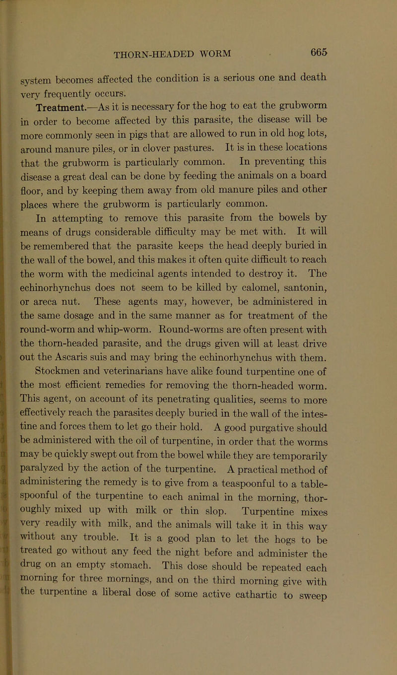 system becomes affected the condition is a serious one and death very frequently occurs. Treatment—As it is necessary for the hog to eat the grubworm in order to become affected by this parasite, the disease will be more commonly seen in pigs that are allowed to run in old hog lots, around manure piles, or in clover pastures. It is in these locations that the grubworm is particularly common. In preventing this disease a great deal can be done by feeding the animals on a board floor, and by keeping them away from old manure piles and other places where the grubworm is particularly common. In attempting to remove this parasite from the bowels by means of drugs considerable difficulty may be met with. It will be remembered that the parasite keeps the head deeply buried in the wall of the bowel, and this makes it often quite difficult to reach the worm with the medicinal agents intended to destroy it. The echinorhynchus does not seem to be killed by calomel, santonin, or areca nut. These agents may, however, be administered in the same dosage and in the same manner as for treatment of the round-worm and whip-worm. Round-worms are often present with the thorn-headed parasite, and the drugs given will at least drive out the Ascaris suis and may bring the echinorhynchus with them. Stockmen and veterinarians have alike found turpentine one of the most efficient remedies for removing the thorn-headed worm. This agent, on account of its penetrating qualities, seems to more effectively reach the parasites deeply buried in the wall of the intes- tine and forces them to let go their hold. A good purgative should be administered with the oil of turpentine, in order that the worms may be quickly swept out from the bowel while they are temporarily paralyzed by the action of the turpentine. A practical method of administering the remedy is to give from a teaspoonful to a table- spoonful of the turpentine to each animal in the morning, thor- oughly mixed up with milk or thin slop. Turpentine mixes very readily with milk, and the animals will take it in this way without any trouble. It is a good plan to let the hogs to be treated go without any feed the night before and administer the drug on an empty stomach. This dose should be repeated each morning for three mornings, and on the third morning give with the turpentine a liberal dose of some active cathartic to sweep