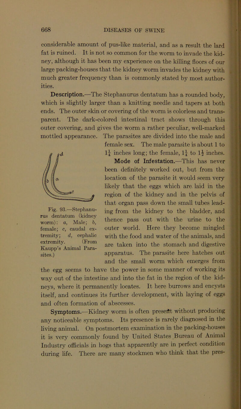 considerable amount of pus-like material, and as a result the lard fat is ruined. It is not so common for the worm to invade the kid- ney, although it has been my experience on the killing floors of our large packing-houses that the kidney worm invades the kidney with much greater frequency than is commonly stated by most author- ities. Description.—The Stephanurus dentatum has a rounded body, which is slightly larger than a knitting needle and tapers at both ends. The outer skin or covering of the worm is colorless and trans- parent. The dark-colored intestinal tract shows through this outer covering, and gives the worm a rather peculiar, well-marked The parasites are divided into the male and female sex. The male parasite is about 1 to lj inches long; the female, 1| to 1| inches. Mode of Infestation.—This has never been definitely worked out, but from the location of the parasite it would seem very likely that the eggs which are. laid in the region of the kidney and in the pelvis of that organ pass down the small tubes lead- ing from the kidney to the bladder, and thence pass out with the urine to the outer world. Here they become mingled with the food and water of the animals, and are taken into the stomach and digestive apparatus. The parasite here hatches out and the small worm which emerges from the egg seems to have the power in some manner of working its way out of the intestine and into the fat in the region of the kid- neys, where it permanently locates. It here burrows and encysts itself, and continues its further development, with laying of eggs and often formation of abscesses. Symptoms.—Kidney worm is often presertt without producing any noticeable symptoms. Its presence is rarely diagnosed in the living animal. On postmortem examination in the packing-houses it is very commonly found by United States Bureau of Animal Industry officials in hogs that apparently are in perfect condition during life. There are many stockmen who think that the pres- mottled appearance. Fig. 93.—Stephanu- rus dentatum (kidney worm): a, Male; b, female; c, caudal ex- tremity; d, cephalic extremity. (From Kaupp’s Animal Para- sites.)