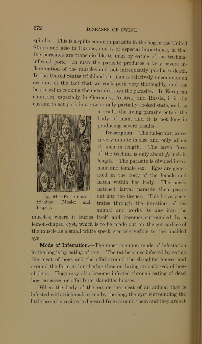 spiralis. This is a quite common parasite in the hog in the United States and also in Europe, and is of especial importance, in that the parasites are transmissible to man by eating of the trichina- infested pork. In man the parasite produces a very severe in- flammation of the muscles and not infrequently produces death. In the United States trichinosis in man is relatively uncommon on account of the fact that we cook pork very thoroughly, and the heat used in cooking the meat destroys the parasite. In European countries, especially in Germany, Austria, and Russia, it is the custom to eat pork in a raw or only partially cooked state, and, as a result, the living parasite enters the body of man, and it is not long in producing severe results. Description.—The full-grown worm is very minute in size and only about it inch in length. The larval form of the trichina is only about -^g inch in length. The parasite is divided into a male and female sex. Eggs are gener- ated in the body of the female and hatch within her body. The newly hatched larval parasite then passes out into the tissues. This larva pene- trates through the intestines of the animal and works its way into the muscles, where it buries itself and becomes surrounded by a lemon-shaped cyst, which is to be made out on the cut surface of the muscle as a small white speck scarcely visible to the unaided eye. Mode of Infestation.—The most common mode of infestation in the hog is by eating of rats. The rat becomes infested by eating the meat of hogs and the offal around the slaughter houses and around the farm at butchering time or during an outbreak of hog- cholera. Hogs may also become infested through eating of dead hog carcasses or offal from slaughter houses. When the body of the rat or the meat of an animal that is infested with trichina is eaten by the hog, the cyst surrounding the little larval parasites is digested from around them and thej7 are set Fig. 94.—Fresh muscle trichinae (Mosler and Peiper).