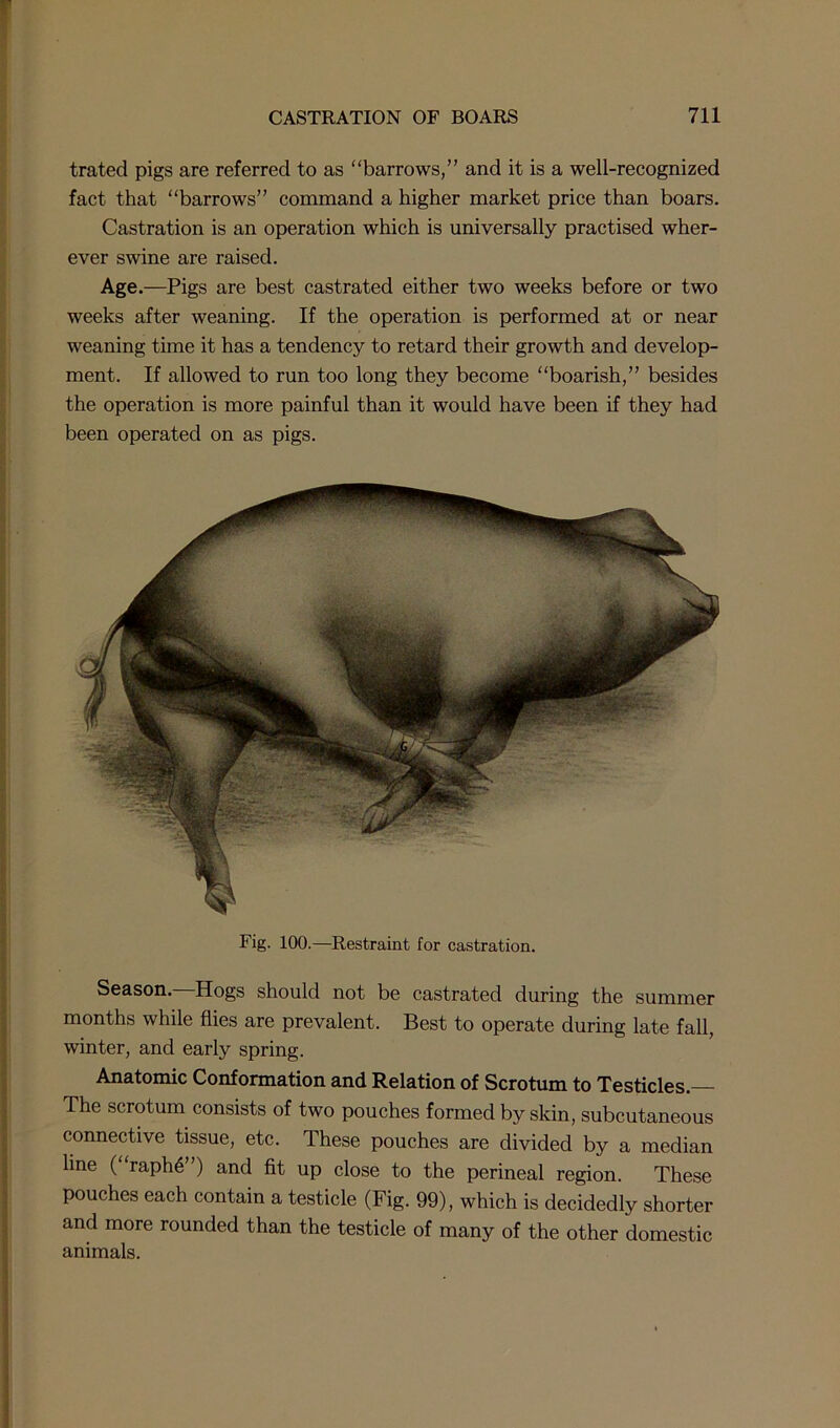 trated pigs are referred to as “barrows,” and it is a well-recognized fact that “barrows” command a higher market price than boars. Castration is an operation which is universally practised wher- ever swine are raised. Age.—Pigs are best castrated either two weeks before or two weeks after weaning. If the operation is performed at or near weaning time it has a tendency to retard their growth and develop- ment. If allowed to run too long they become “boarish,” besides the operation is more painful than it would have been if they had been operated on as pigs. Fig. 100.—Restraint for castration. Season. Hogs should not be castrated during the summer months while flies are prevalent. Best to operate during late fall, winter, and early spring. Anatomic Conformation and Relation of Scrotum to Testicles. The scrotum consists of two pouches formed by skin, subcutaneous connective tissue, etc. These pouches are divided by a median line ( raph6”) and fit up close to the perineal region. These pouches each contain a testicle (Fig. 99), which is decidedly shorter and more rounded than the testicle of many of the other domestic animals.