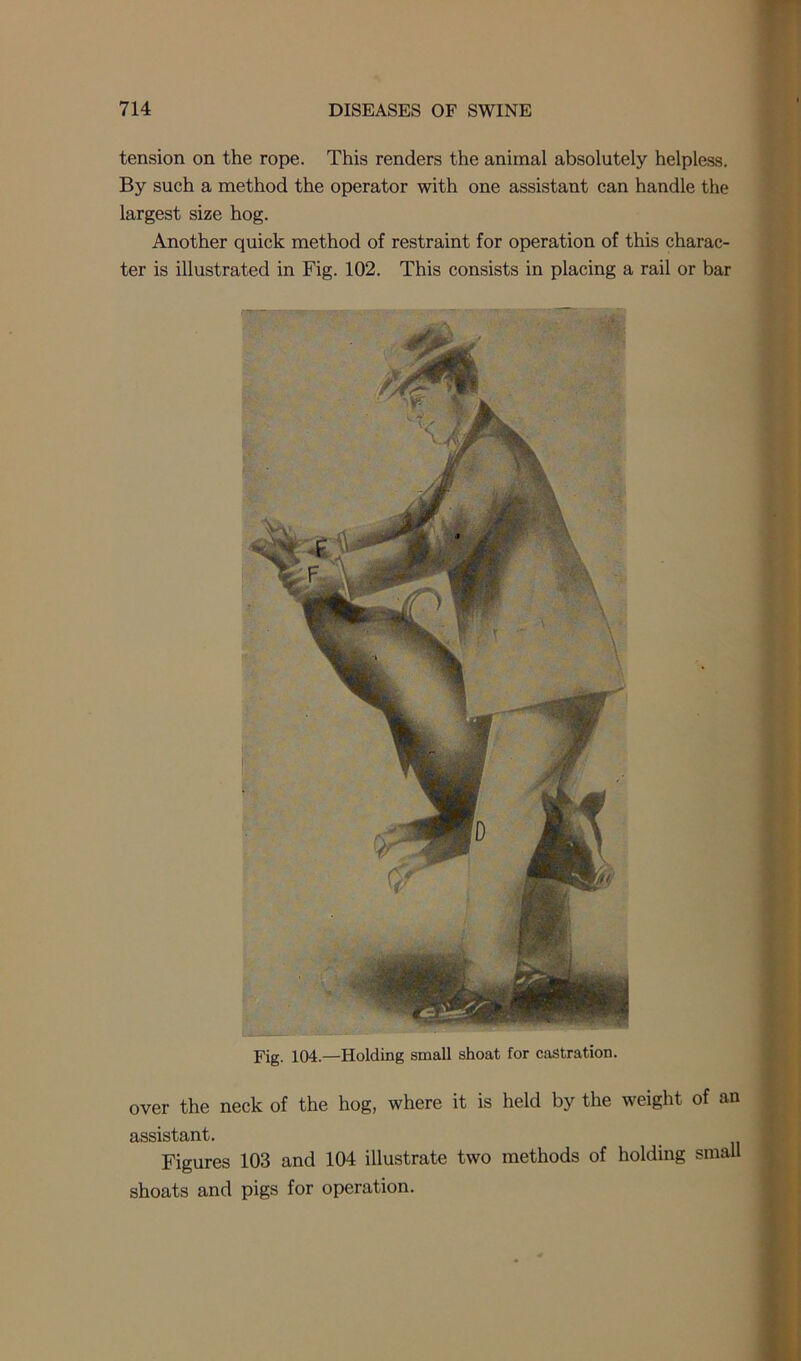 tension on the rope. This renders the animal absolutely helpless. By such a method the operator with one assistant can handle the largest size hog. Another quick method of restraint for operation of this charac- ter is illustrated in Fig. 102. This consists in placing a rail or bar Fig. 104.—Holding small shoat for castration. over the neck of the hog, where it is held by the weight of an assistant. Figures 103 and 104 illustrate two methods of holding small shoats and pigs for operation.