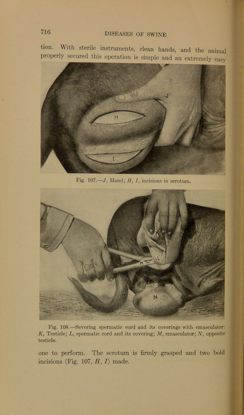 tion. With sterile instruments, clean hands, and the animal properly secured this operation is simple and an extremely easy Fig. 107.—/, Hand; H, I, incisions in scrotum. Fig. 108.—Severing spermatic cord and its coverings with emasculator: K, Testicle; L, spermatic cord and its covering; M, emasculator; N, opposite testicle. one to perform. The scrotum is firmly grasped and two bold incisions (Fig. 107, H, I) made.