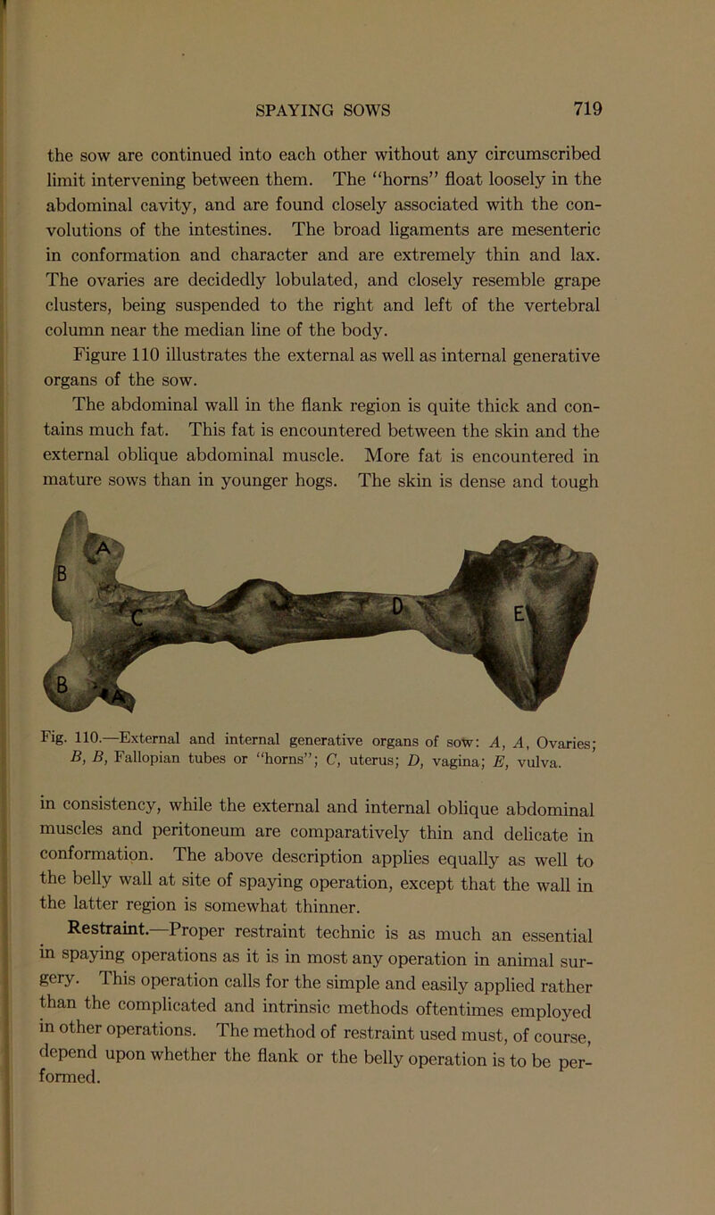 the sow are continued into each other without any circumscribed limit intervening between them. The “horns” float loosely in the abdominal cavity, and are found closely associated with the con- volutions of the intestines. The broad ligaments are mesenteric in conformation and character and are extremely thin and lax. The ovaries are decidedly lobulated, and closely resemble grape clusters, being suspended to the right and left of the vertebral column near the median line of the body. Figure 110 illustrates the external as well as internal generative organs of the sow. The abdominal wall in the flank region is quite thick and con- tains much fat. This fat is encountered between the skin and the external oblique abdominal muscle. More fat is encountered in mature sows than in younger hogs. The skin is dense and tough Fig. 110—External and internal generative organs of sow: A, A, Ovaries; B, B, Fallopian tubes or “horns”; C, uterus; D, vagina; E, vulva. in consistency, while the external and internal oblique abdominal muscles and peritoneum are comparatively thin and delicate in conformation. The above description applies equally as well to the belly wall at site of spaying operation, except that the wall in the latter region is somewhat thinner. Restraint.—Proper restraint technic is as much an essential in spaying operations as it is in most any operation in animal sur- gery. This operation calls for the simple and easily applied rather than the complicated and intrinsic methods oftentimes employed in other operations. The method of restraint used must, of course, depend upon whether the flank or the belly operation is to be per- formed.