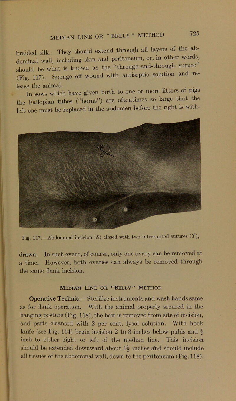 MEDIAN LINE OR “ BELLY ” METHOD braided silk. They should extend through all layers of the ab- dominal wall, including skin and peritoneum, or, in other words, should be what is known as the “through-and-through suture (Fig. 117)- Sponge off wound with antiseptic solution and re- lease the animal- . . In sows which have given birth to one or more litters of pigs the Fallopian tubes (“horns”) are oftentimes so large that the left one must be replaced in the abdomen before the right is with- Fig. 117.—Abdominal incision (S) closed with two interrupted sutures (rf), drawn. In such event, of course, only one ovary can be removed at a time. However, both ovaries can always be removed through the same flank incision. Median Line or “Belly Method Operative Technic.—Sterilize instruments and wash hands same as for flank operation. With the animal properly secured in the hanging posture (Fig. 118), the hair is removed from site of incision, and parts cleansed with 2 per cent, lysol solution. With hook knife (see Fig. 114) begin incision 2 to 3 inches below pubis and \ inch to either right or left of the median line. This incision should be extended downward about 1^ inches atid should include all tissues of the abdominal wall, down to the peritoneum (Fig. 118).