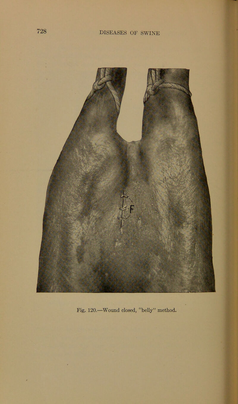 Fig. 120.—Wound closed, “belly” method.