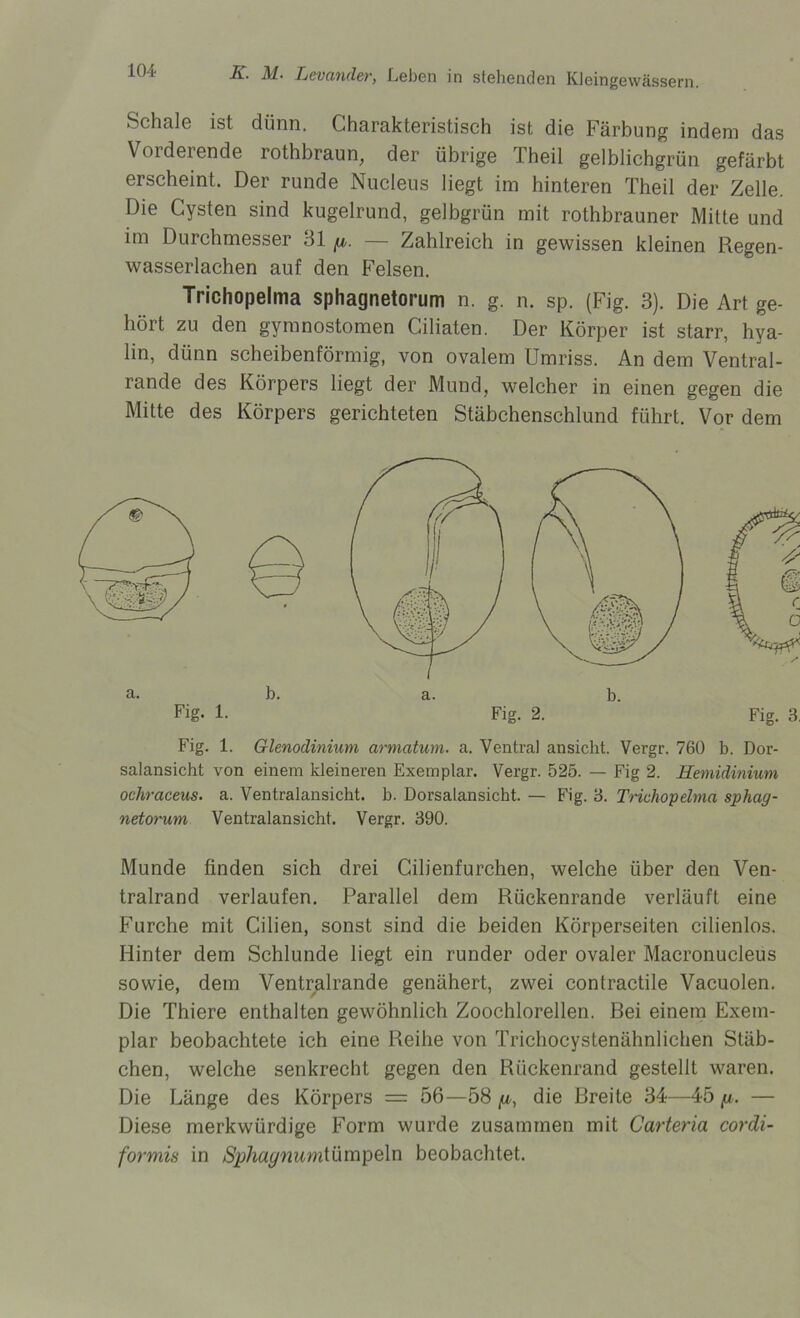 Schale ist dünn. Charakteristisch ist die Färbung indem das Vorderende rothbraun, der übrige Theil gelblichgrün gefärbt erscheint. Der runde Nucleus liegt im hinteren Theil der Zelle. Die Cysten sind kugelrund, gelbgrün mit rothbrauner Mitte und im Durchmesser 31 p. — Zahlreich in gewissen kleinen Regen- wasserlachen auf den Felsen. Trichopelma sphagnetorum n. g. n. sp. (Fig. 3). Die Art ge- hört zu den gymnostomen Ciliaten. Der Körper ist starr, hya- lin, dünn scheibenförmig, von ovalem Umriss. An dem Ventral- rande des Körpers liegt der Mund, welcher in einen gegen die Mitte des Körpers gerichteten Stäbchenschlund führt. Vor dem a. b. Fig. 1. a. Fig. 2. b. Fig. 3. Fig. 1. Glenodinium armatum. a. Ventral ansicht. Vergr. 76Ü b. Dor- salansicht von einem kleineren Exemplar. Vergr. 525. — Fig 2. Hemidinium ochraceus. a. Ventralansicht, b. Dorsalansicht. — Fig. 3. Trichopelma sphag- netorum Ventralansicht. Vergr. 390. Munde finden sich drei Cilienfurchen, welche über den Ven- tralrand verlaufen. Parallel dem Rückenrande verläuft eine Furche mit Cilien, sonst sind die beiden Körperseiten cilienlos. Hinter dem Schlunde liegt ein runder oder ovaler Macronucleus sowie, dem Ventralrande genähert, zwei contractile Vacuolen. Die Thiere enthalten gewöhnlich Zoochlorellen. Rei einem Exem- plar beobachtete ich eine Reihe von Trichocystenähnlichen Stäb- chen, welche senkrecht gegen den Rückenrand gestellt waren. Die Länge des Körpers = 56—58 /x, die Breite 34—45 /x. — Diese merkwürdige Form wurde zusammen mit Carteria cordi- formis in SphaynumtLimpe 1 n beobachtet.