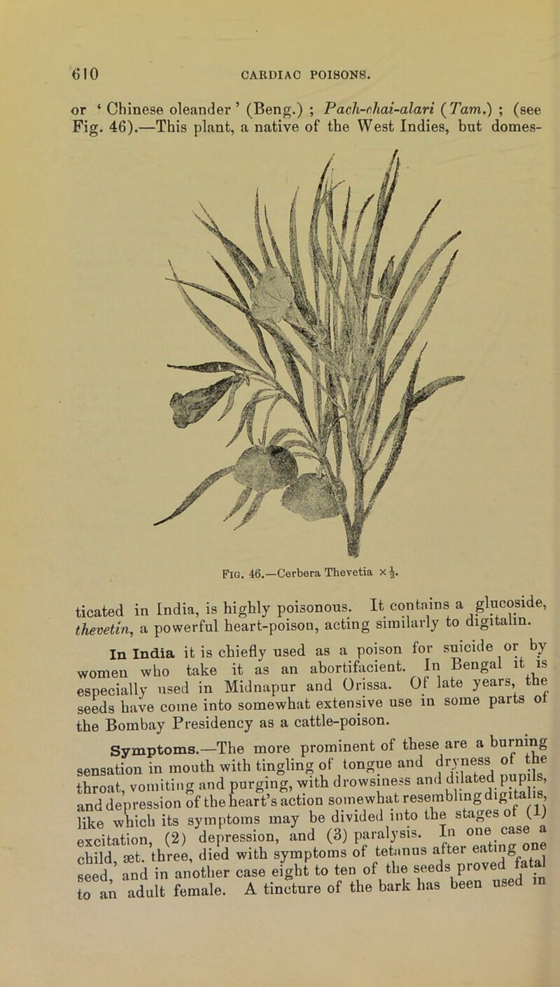 or ‘ Chinese oleander’ (Beng.) ; Pacli-ehai-alari {Tam.) ; (see Fig. 46).—This plant, a native of the West Indies, hut domes- Fig. 46.—Cerbera Thevetia xj. ticated in India, is highly poisonous. It contains a glucoside, thevetin, a powerful heart-poison, acting similarly to digitalm. In India it is chiefly used as a poison for suicide or by women who take it as an abortifacient. In Bengal it is especially used in Midnapur and Orissa. Of late years, the seeds have come into somewhat extensive use in some parts o the Bombay Presidency as a cattle-poison. Symptoms.—The more prominent of these are a burning sensation in mouth with tingling of tongue and dryness of the throat vomiting and purging, with drowsiness and dilated pupis, and depression of the heart’s action somewhat resembling digitalis, like which its symptoms may be divided into the stages of (1) excitation, (2) depression, and (3) paralysis. In one case a child get. three, died with symptoms of tetanus after ® , Led Tnd in another case eight to ten of the f«ds proved fata^ to an adult female. A tincture of the bark has been used m