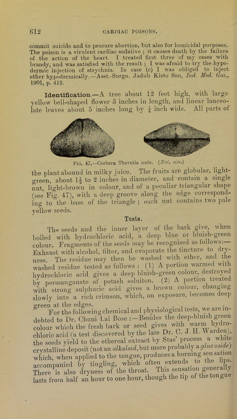 commit suicide and to procure abortion, but also for homicidal purposes. The poison is a virulent cardiac sedative ; it causes death by the failure of the action of the heart. I treated first three of my cases with brandy, and was satisfied with tlie result ; I was afraid to try the hypo- dermic injection of strychnia. In case (c) I was obliged to inject ether hypodermically.—Asst.-Surgn. Jadub K.isto Sen, Ind. Med. Gaz., 1901, p. 412. Identification.—A tree about 12 feet high, with large yellow bell-shaped flower 3 inches in length, and linear lanceo- late leaves about 5 inches long by | inch wide. All parts of the plant abound in milky juice. The fruits are globular, hght- areen, about 1^ to 2 inches in diameter, and contain a single nut, light-brown in colour, and of a peculiar triangular shape (see Fio-. 47), with a deep groove along the edge correspond- ing to”the base of the triangle ; each nut contains two pale yellow seeds. Tests. The seeds and the inner layer ot the bark when br^;l<^rl with bvdrochloric acid, a deep blue or bluish-green Fig. 47.—Cerbera Thevetia nuts. (Nat. size.) by permanganate of potash soluiton. (2) A portion treated with strong sulphuric acid gives a brown colour, changing slowly into a rich crimson, which, on exposure, becomes deep slowly into a rich crimson, w