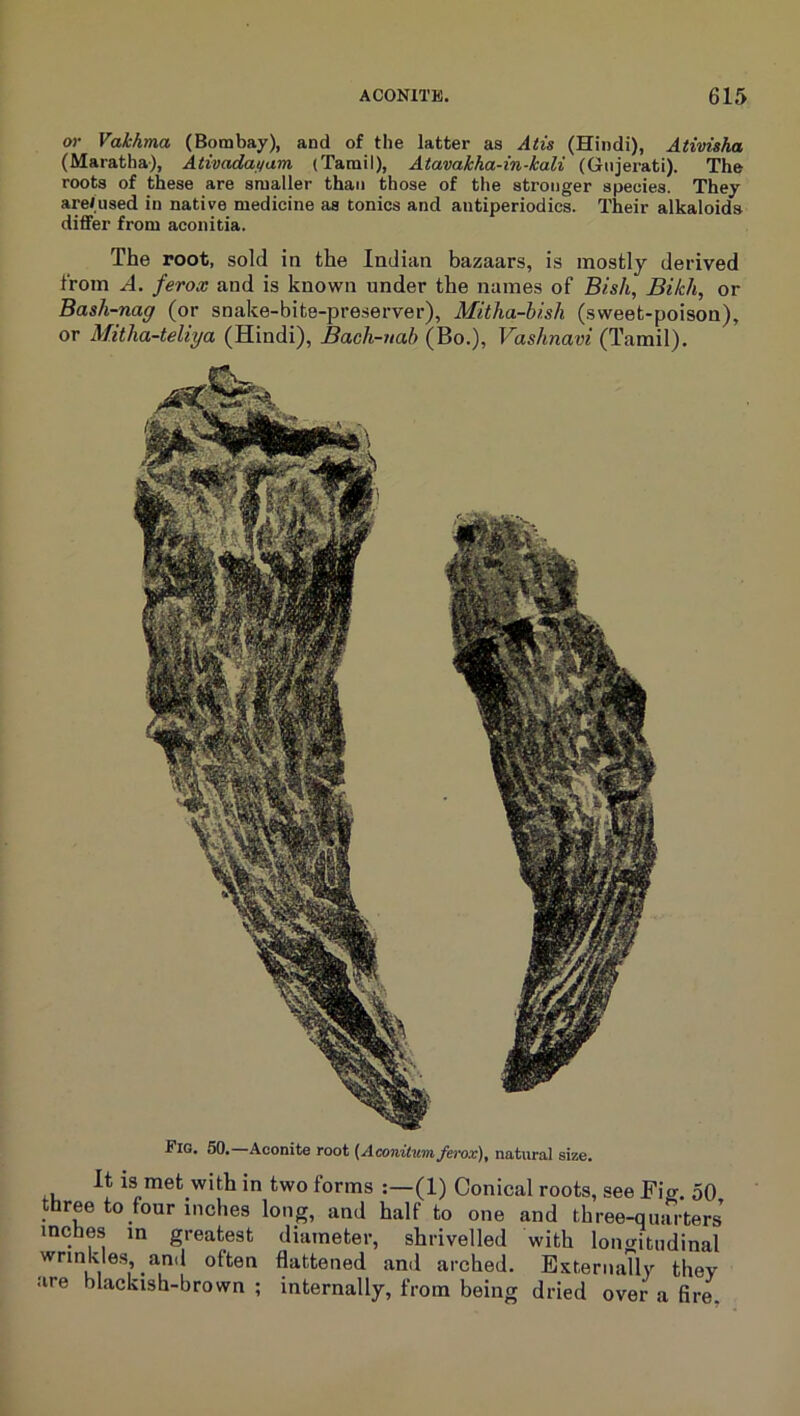 Fig. 50. Aconite root {Aconiium ferox), natural size. It is met with in two forms :—(1) Conical roots, see Fio- 50 three to four inches long, and half to one and three-quarters’ inches in greatest diameter, shrivelled with lono-itudinal wrinkles, and often flattened and arched. Externallv they are blackish-brown ; internally, from being dried over a fire. or Vakkma (Bombay), and of the latter as Atis (Hindi), Ativisha (Maratha), Ativadai/um (Tamil), Atavahha-in-kali (Giijerati). The roots of these are smaller than those of the stronger species. They arefused in native medicine as tonics and antiperiodics. Their alkaloids diflFer from aconitia. The root, sold in the Indian bazaars, is mostly derived from A. ferox and is known under the names of Bish, Bikh, or Bash-nag (or snake-bite-preserver), Mitha-hish (sweet-poison), or M.itha-teliya (Hindi), Bach-uab (Bo.), Vashnavi (Tamil).