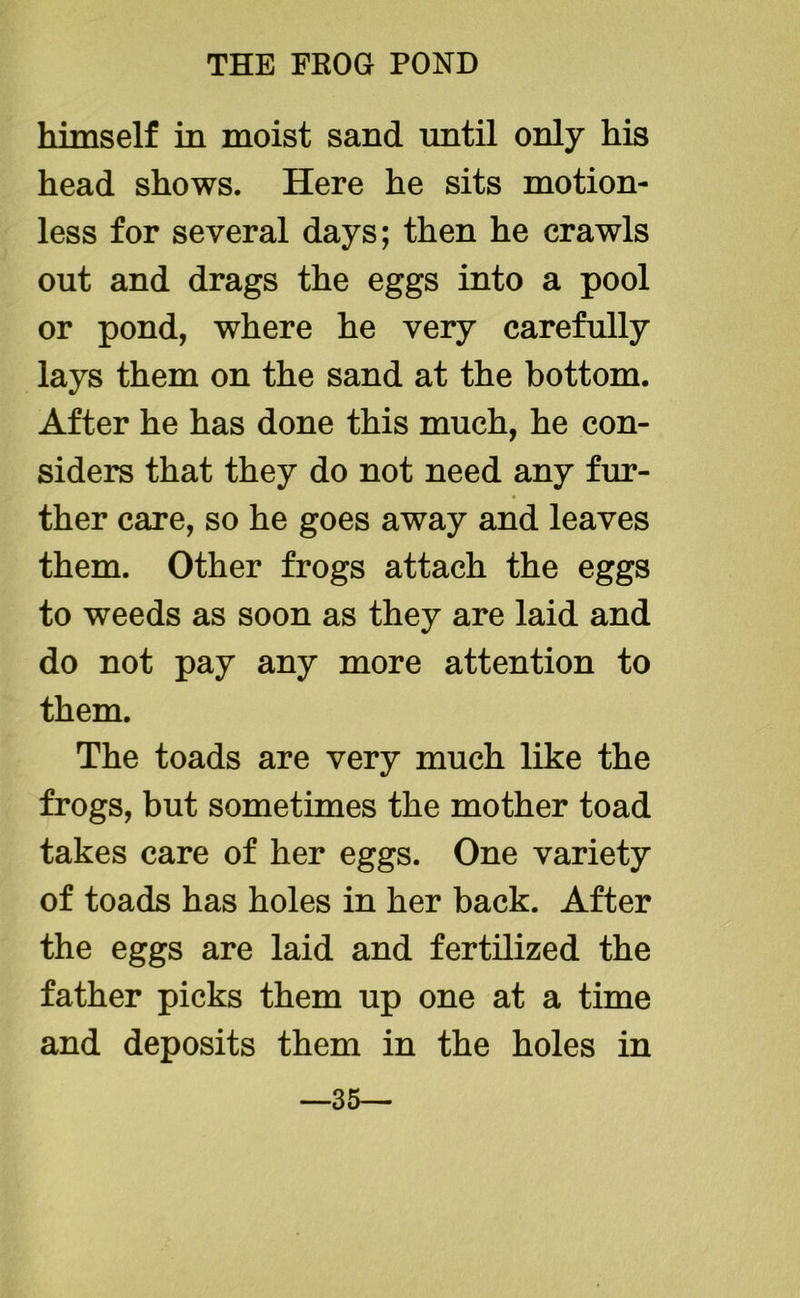 himself in moist sand until only his head shows. Here he sits motion- less for several days; then he crawls out and drags the eggs into a pool or pond, where he very carefully lays them on the sand at the bottom. After he has done this much, he con- siders that they do not need any fur- ther care, so he goes away and leaves them. Other frogs attach the eggs to weeds as soon as they are laid and do not pay any more attention to them. The toads are very much like the frogs, but sometimes the mother toad takes care of her eggs. One variety of toads has holes in her back. After the eggs are laid and fertilized the father picks them up one at a time and deposits them in the holes in —35—