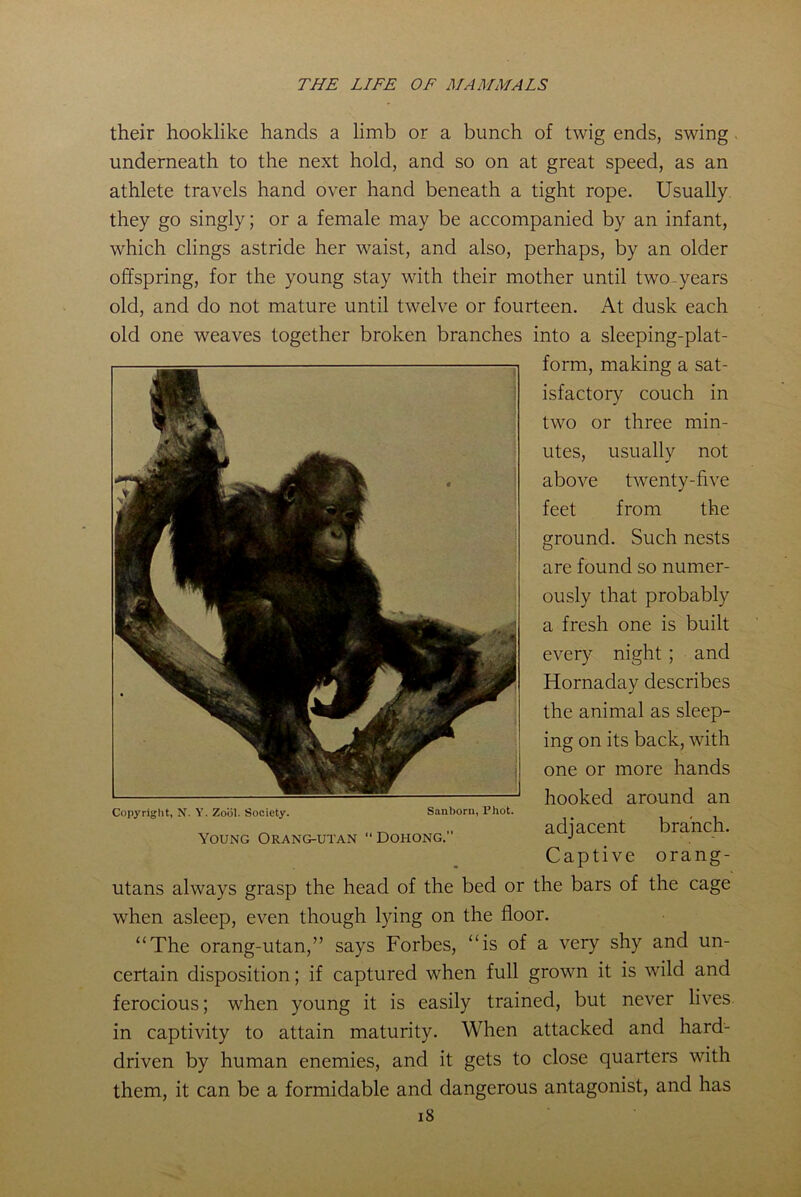 their hooklike hands a limb or a bunch of twig ends, swing . underneath to the next hold, and so on at great speed, as an athlete travels hand over hand beneath a tight rope. Usually they go singly; or a female may be accompanied by an infant, which clings astride her waist, and also, perhaps, by an older offspring, for the young stay with their mother until two-years old, and do not mature until twelve or fourteen. At dusk each old one weaves together broken branches into a sleeping-plat- form, making a sat- isfactory couch in two or three min- utes, usually not above twenty-five feet from the ground. Such nests are found so numer- ously that probably a fresh one is built every night ; and Hornaday describes the animal as sleep- ing on its back, with one or more hands hooked around an adjacent branch. Captive orang- utans always grasp the head of the bed or the bars of the cage Copyright, N. Y. Zool. Society. Young Orang-utan Sanborn, Phot. Dohong.” when asleep, even though lying on the floor. “The orang-utan,” says Forbes, “is of a very shy and un- certain disposition; if captured when full grown it is wild and ferocious; when young it is easily trained, but never lives in captivity to attain maturity. When attacked and hard- driven by human enemies, and it gets to close quarters with them, it can be a formidable and dangerous antagonist, and has