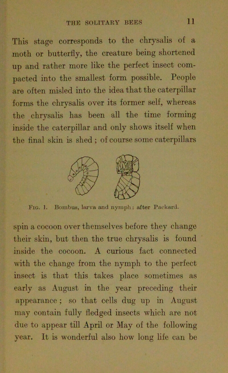 This stage corresponds to the chrysalis of a moth or butterfly, the creature being shortened up and rather more like the perfect insect com- pacted into the smallest form possible. People are often misled into the idea that the caterpillar forms the chrysalis over its former self, whereas the chrysalis has been all the time forming inside the caterpillar and only shows itself when the final skin is shed ; of course some caterpillars Fig. 1. Bombus, larva and nymph: after Packard. spin a cocoon over themselves before they change their skin, but then the true chrysalis is found inside the cocoon. A curious fact connected with the change from the nymph to the perfect insect is that this takes place sometimes as early as August in the year preceding their appearance ; so that cells dug up in August may contain fully fledged insects which are not due to appear till April or May of the following year. It is wonderful also how long life can be