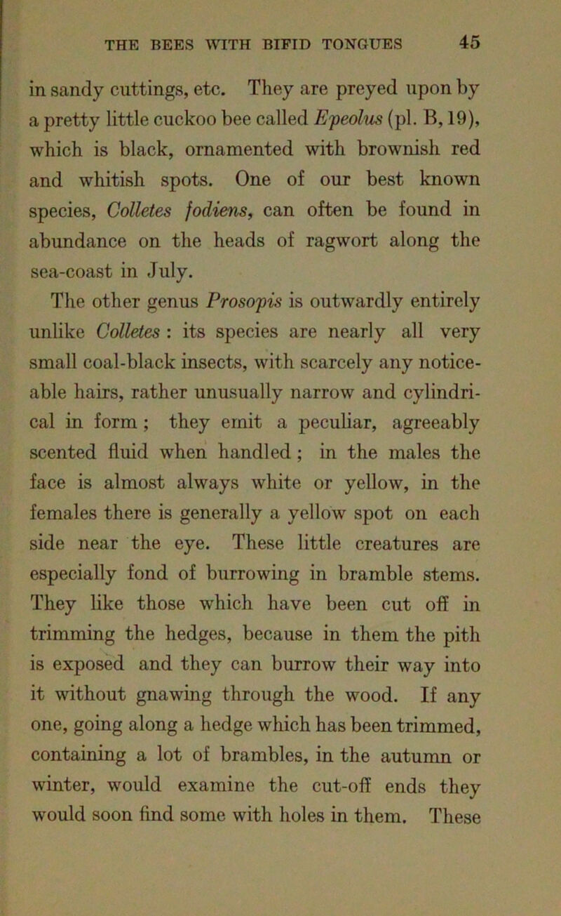 in sandy cuttings, etc. They are preyed upon by a pretty little cuckoo bee called Epeolus (pi. B, 19), which is black, ornamented with brownish red and whitish spots. One of our best known species, Colletes fodiens, can often be found in abundance on the heads of ragwort along the sea-coast in July. The other genus Prosopis is outwardly entirely unlike Colletes : its species are nearly all very small coal-black insects, with scarcely any notice- able hairs, rather unusually narrow and cylindri- cal in form ; they emit a peculiar, agreeably scented fluid when handled ; in the males the face is almost always white or yellow, in the females there is generally a yellow spot on each side near the eye. These little creatures are especially fond of burrowing in bramble stems. They like those which have been cut off in trimming the hedges, because in them the pith is exposed and they can burrow their way into it without gnawing through the wood. If any one, going along a hedge which has been trimmed, containing a lot of brambles, in the autumn or winter, would examine the cut-off ends they would soon find some with holes in them. These