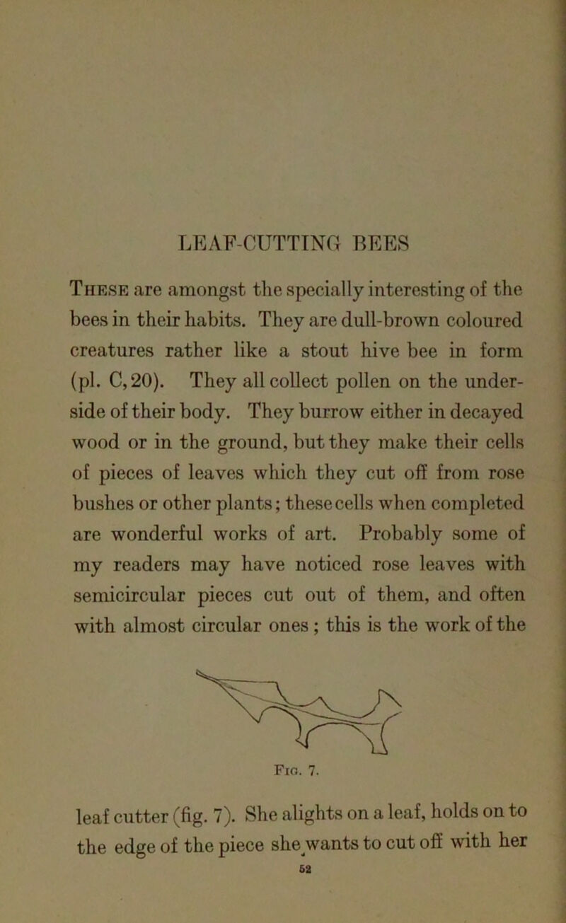 LEAF-CUTTING BEES These .are amongst the specially interesting of the bees in their habits. They are dull-brown coloured creatures rather like a stout hive bee in form (pi. C,20). They all collect pollen on the under- side of their body. They burrow either in decayed wood or in the ground, but they make their cells of pieces of leaves which they cut off from rose bushes or other plants; these cells when completed are wonderful works of art. Probably some of my readers may have noticed rose leaves with semicircular pieces cut out of them, and often with almost circular ones ; this is the work of the leaf cutter (fig. 7). She alights on a leaf, holds on to the edge of the piece she wants to cut off with her 62