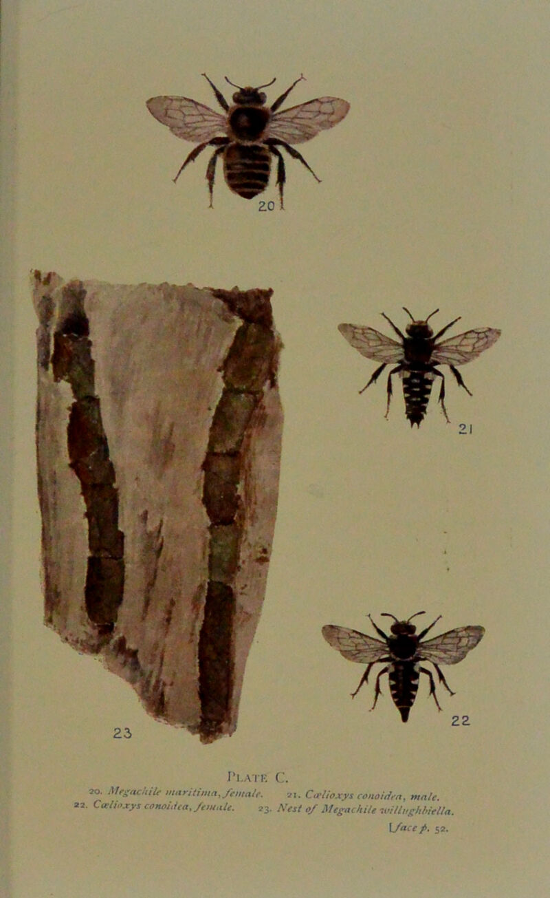 Plate C. so. Megachile maritima Jemal,-. 21. Ccelioxys conoiciea, male. 22. Ccelioxys conohica. female. 23. Nest 0/ Megachile willughbieUa. Iface f. 52.