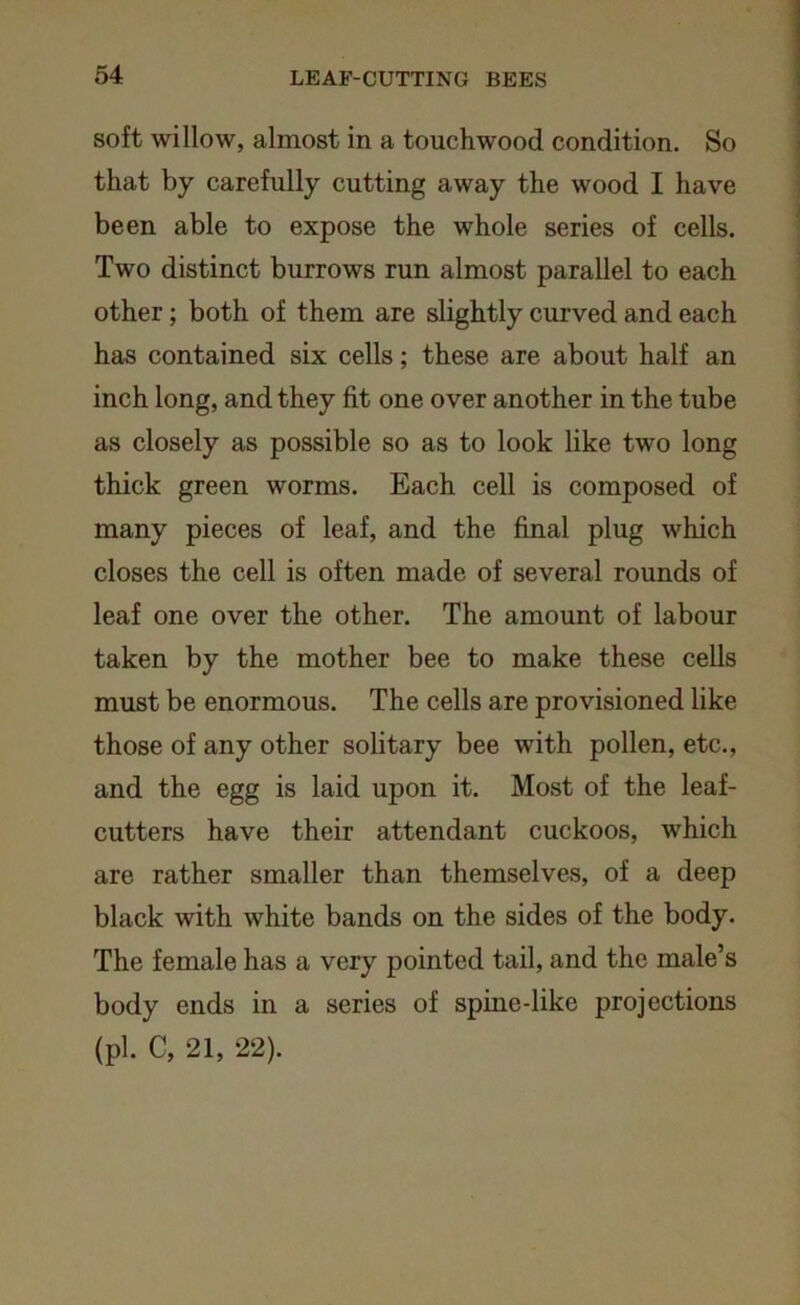 soft willow, almost in a touchwood condition. So that by carefully cutting away the wood I have been able to expose the whole series of cells. Two distinct burrows run almost parallel to each other; both of them are slightly curved and each has contained six cells; these are about half an inch long, and they fit one over another in the tube as closely as possible so as to look like two long thick green worms. Each cell is composed of many pieces of leaf, and the final plug which closes the cell is often made of several rounds of leaf one over the other. The amount of labour taken by the mother bee to make these cells must be enormous. The cells are provisioned like those of any other solitary bee with pollen, etc., and the egg is laid upon it. Most of the leaf- cutters have their attendant cuckoos, which are rather smaller than themselves, of a deep black with white bands on the sides of the body. The female has a very pointed tail, and the male’s body ends in a series of spine-like projections (pi. C, 21, 22).