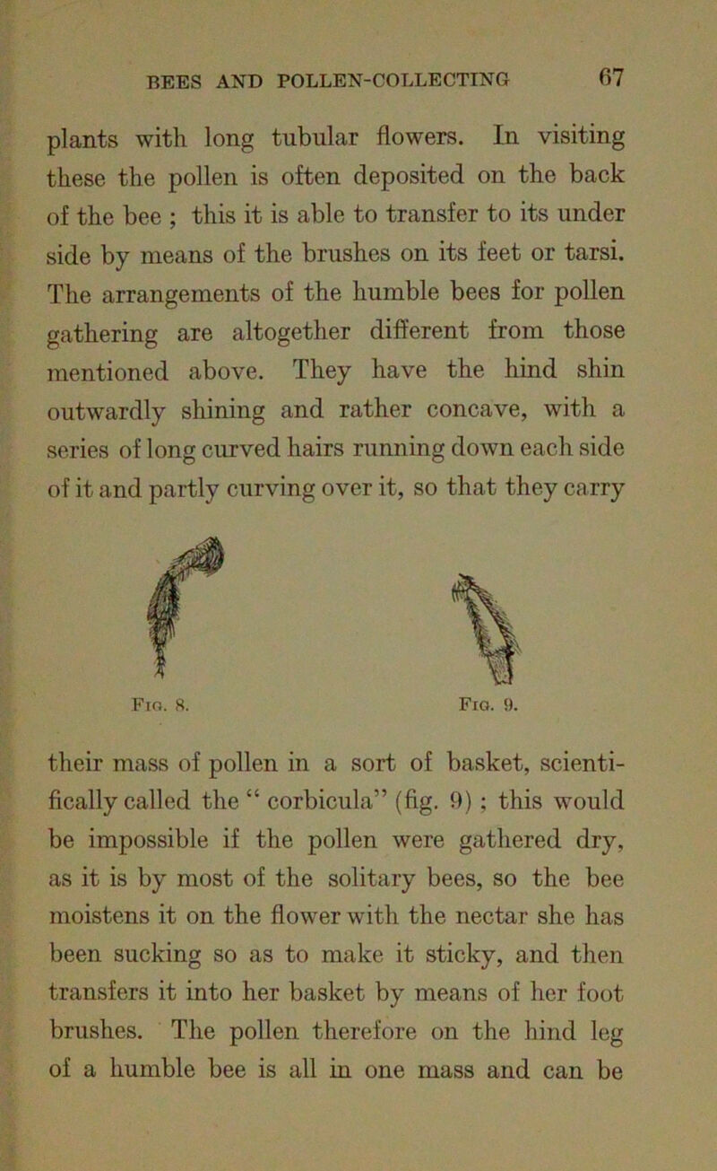 plants with long tubular flowers. In visiting these the pollen is often deposited on the back of the bee ; this it is able to transfer to its under side by means of the brushes on its feet or tarsi. The arrangements of the humble bees for pollen gathering are altogether different from those mentioned above. They have the hind shin outwardly shining and rather concave, with a series of long curved hairs running down each side of it and partly curving over it, so that they carry Fig. 8. Fig. 9. their mass of pollen in a sort of basket, scienti- fically called the “ corbicula” (fig. 9) ; this would be impossible if the pollen were gathered dry, as it is by most of the solitary bees, so the bee moistens it on the flower with the nectar she has been sucking so as to make it sticky, and then transfers it into her basket by means of her foot brushes. The pollen therefore on the hind leg of a humble bee is all in one mass and can be