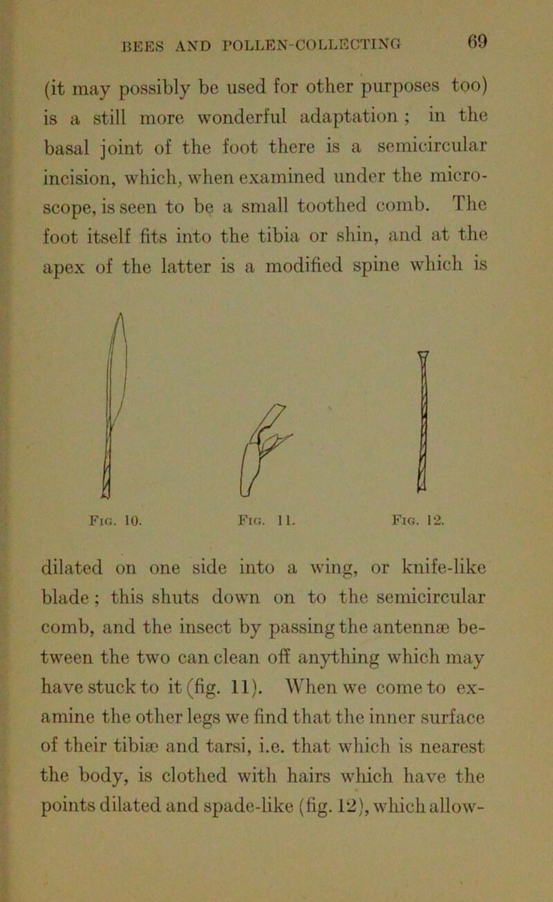 (it may possibly be used for other purposes too) is a still more wonderful adaptation ; in the basal joint of the foot there is a semicircular incision, which, when examined under the micro- scope, is seen to be a small toothed comb. The foot itself fits into the tibia or shin, and at the apex of the latter is a modified spine which is Fig. 10. Fig. 11. Fig. 12. dilated on one side into a wing, or knife-like blade; this shuts down on to the semicircular comb, and the insect by passing the antennae be- tween the two can clean off anything which may have stuck to it (fig. 11). When we come to ex- amine the other legs we find that the inner surface of their tibiae and tarsi, i.e. that which is nearest the body, is clothed with hairs which have the points dilated and spade-like (fig. 12), which allow-